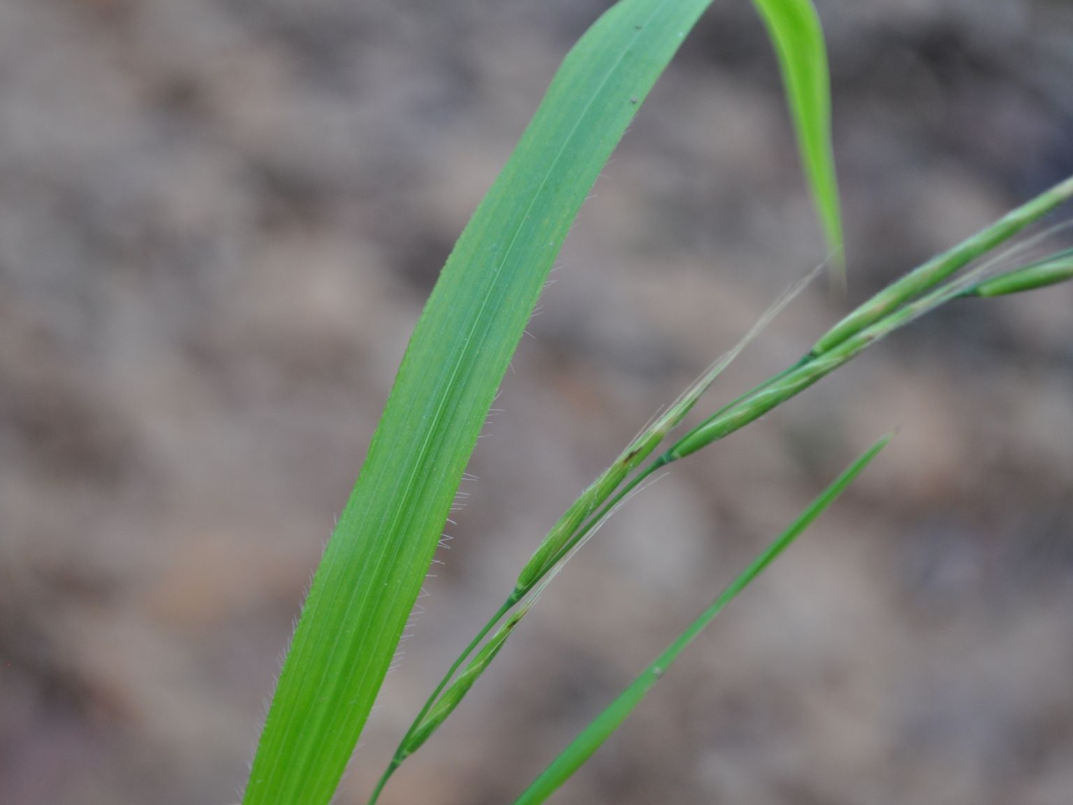 Brachypodium sylvaticum sylvaticum