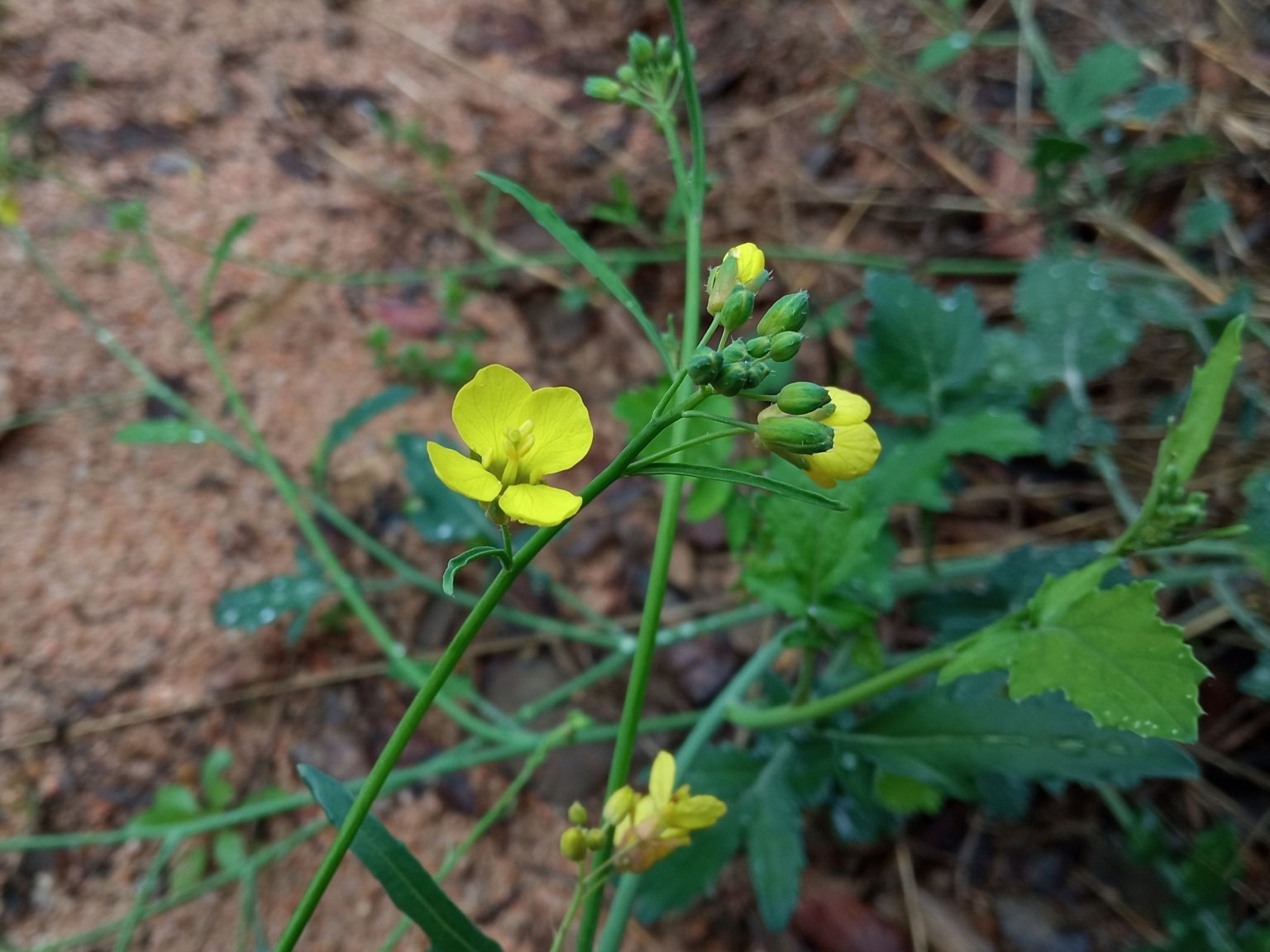 Brassica fruticulosa fruticulosa