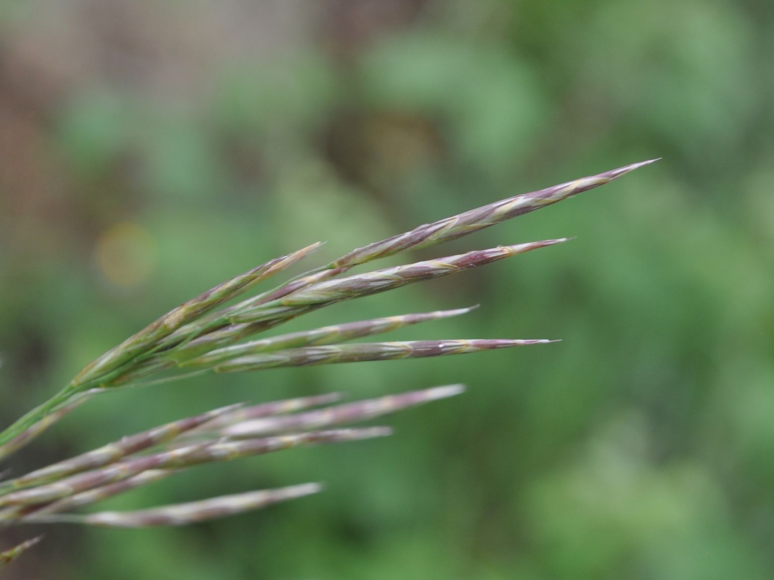 Bromopsis inermis inermis