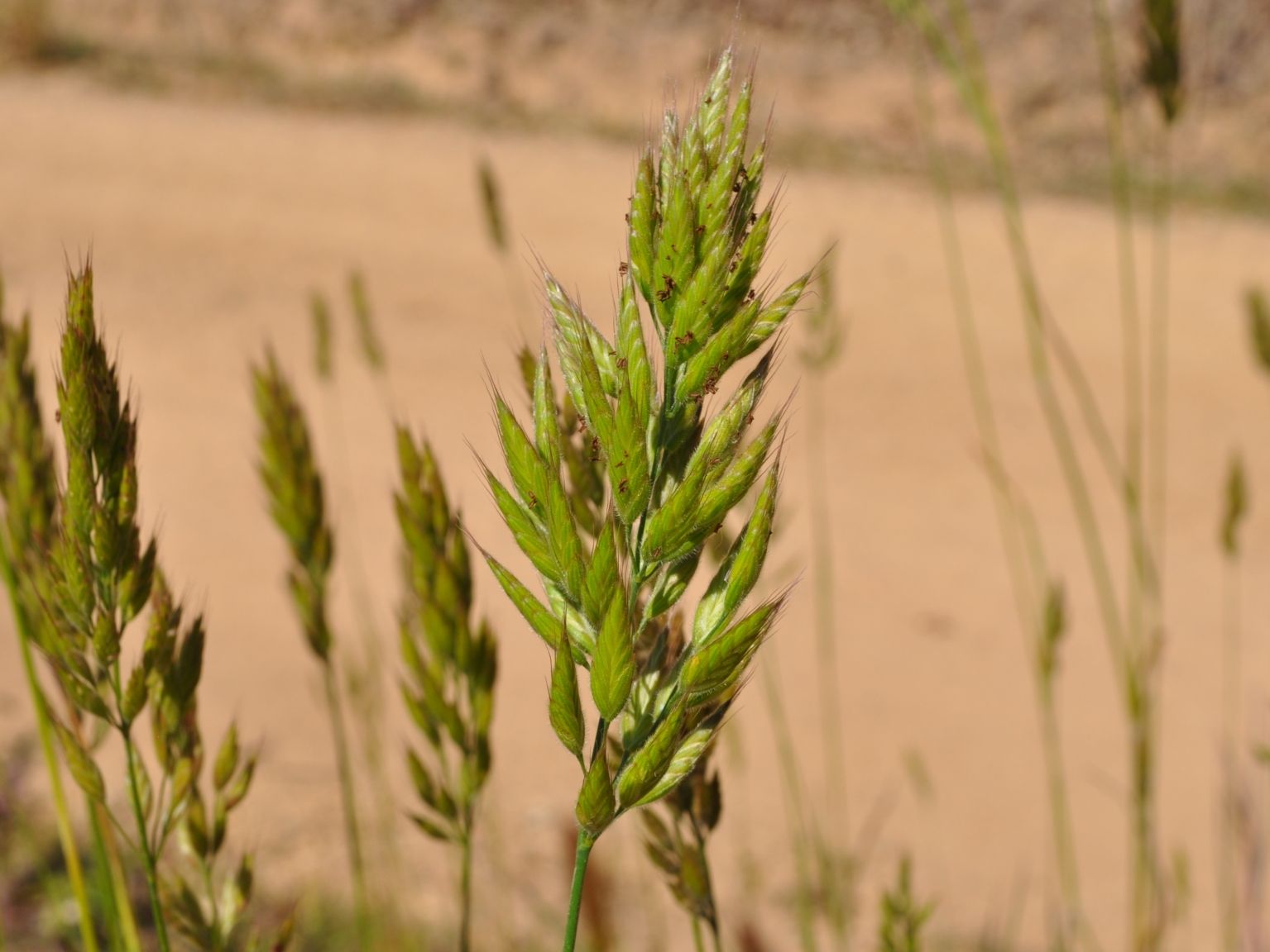 Bromus hordeaceus hordeaceus
