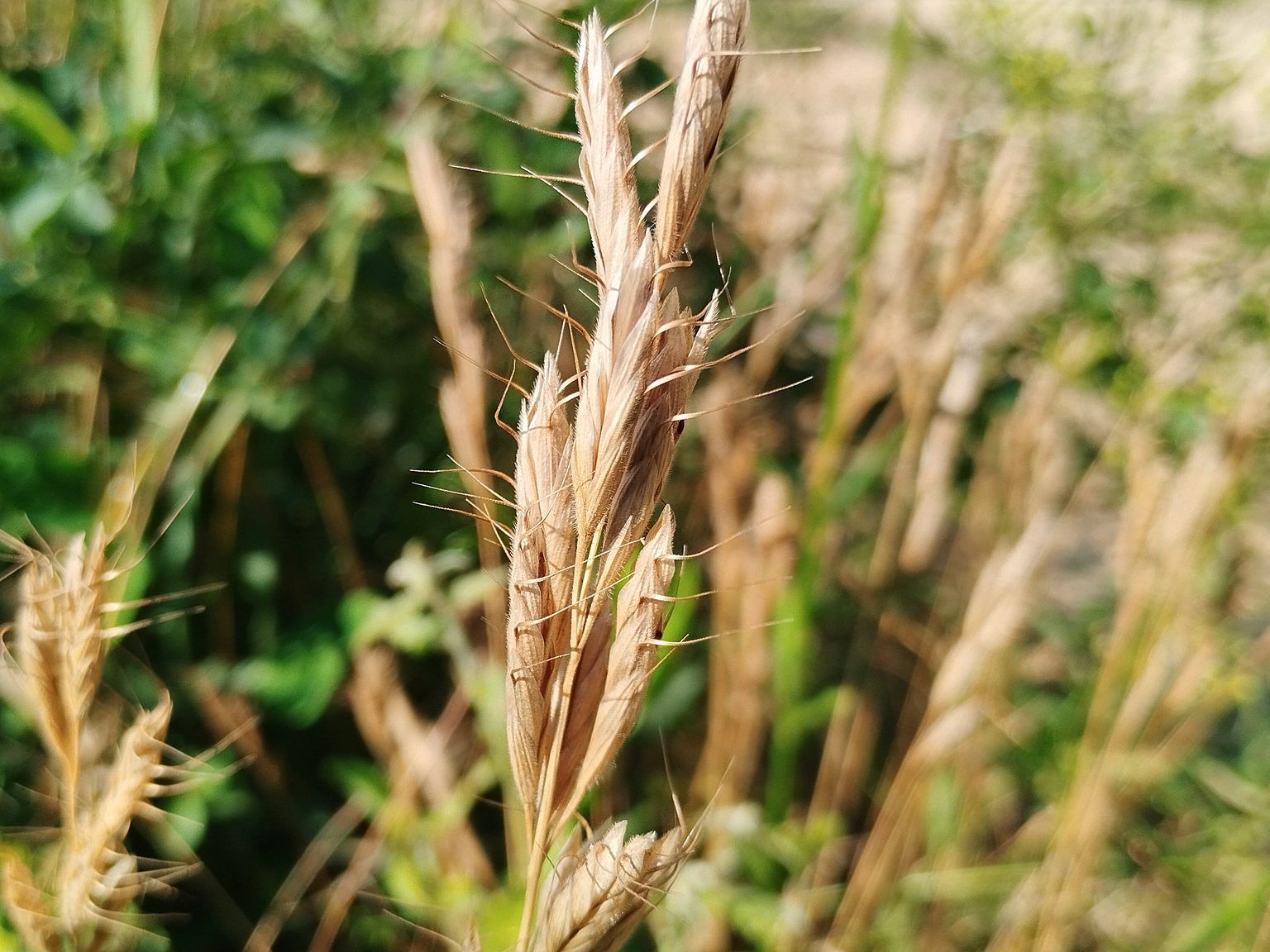 Bromus lanceolatus