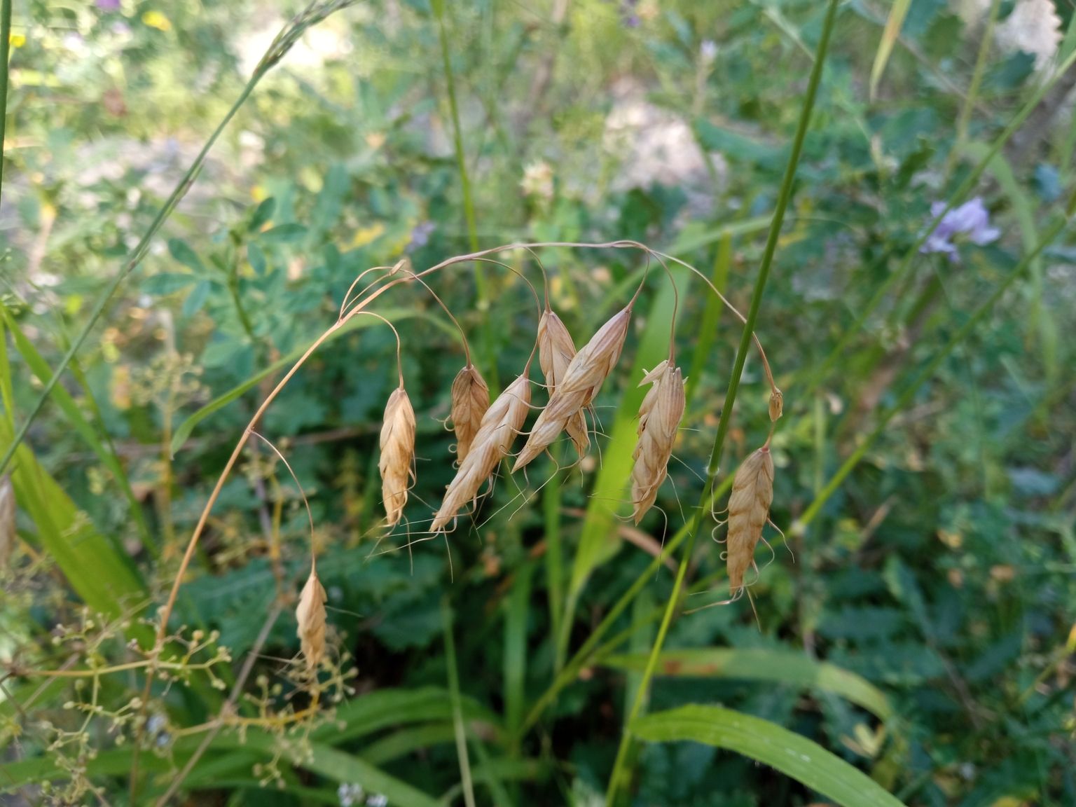 Bromus squarrosus
