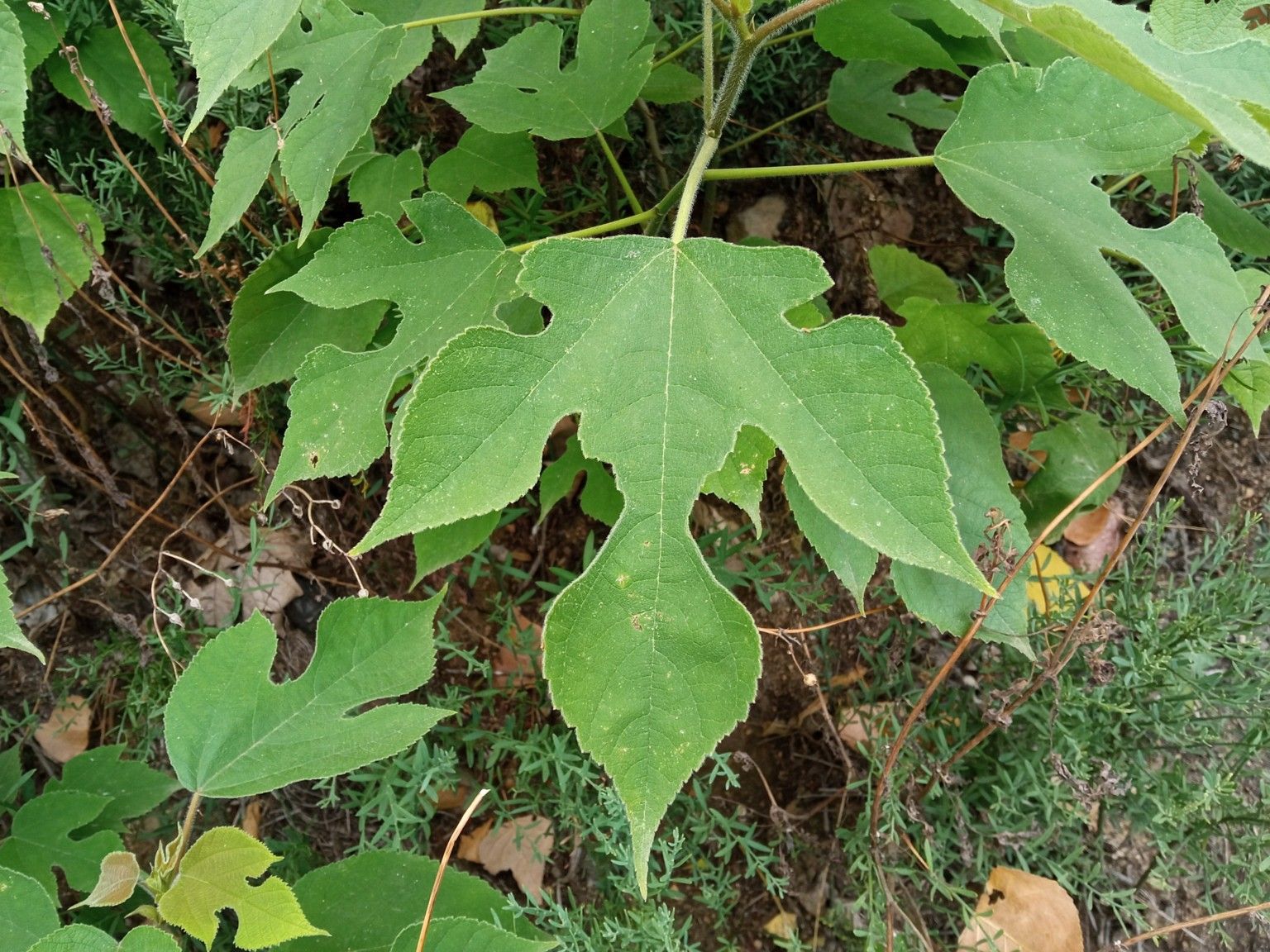 Broussonetia papyrifera