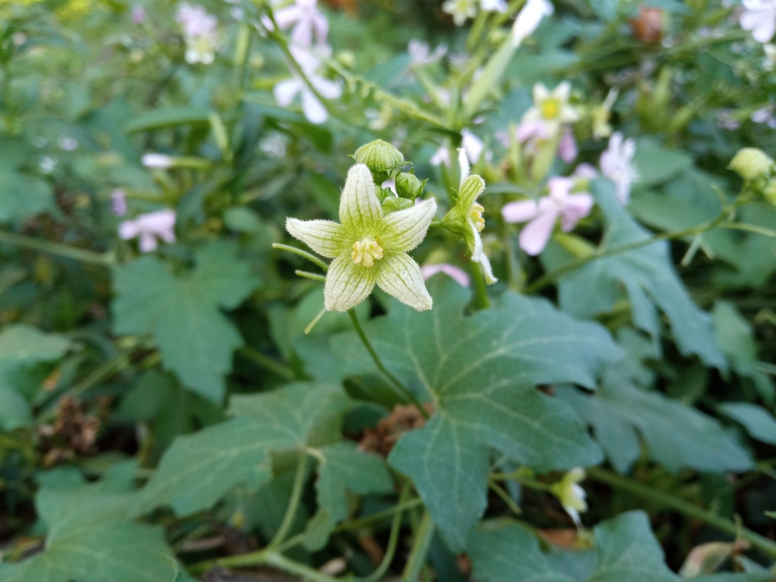 Bryonia cretica dioica