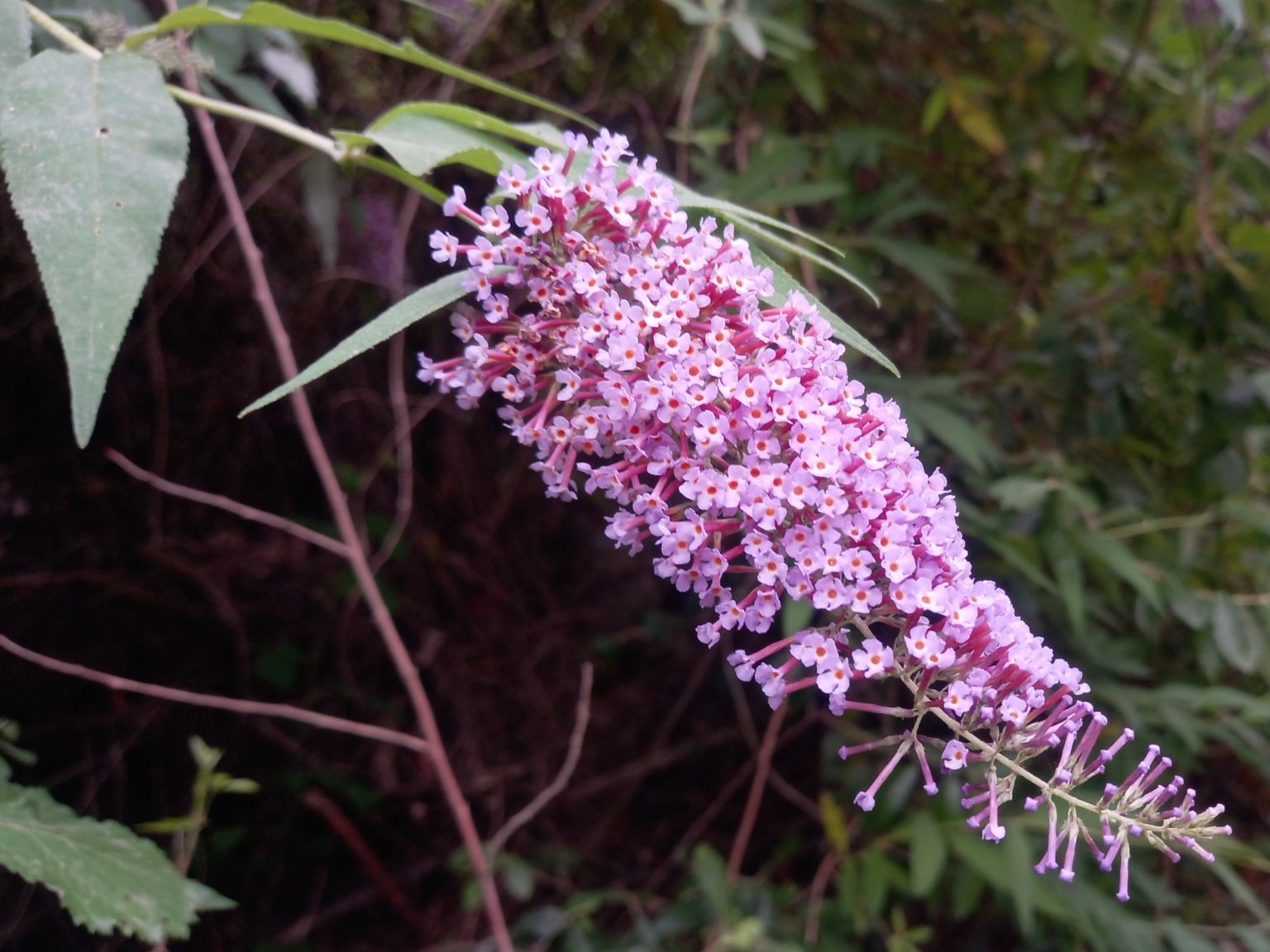 Buddleja davidii