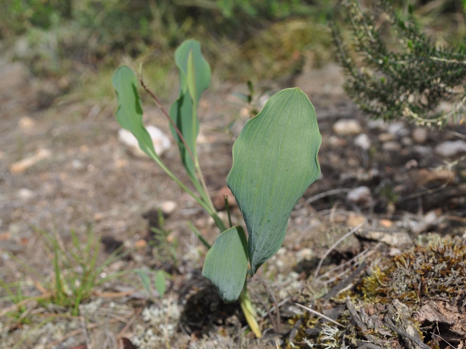 Bupleurum rigidum rigidum