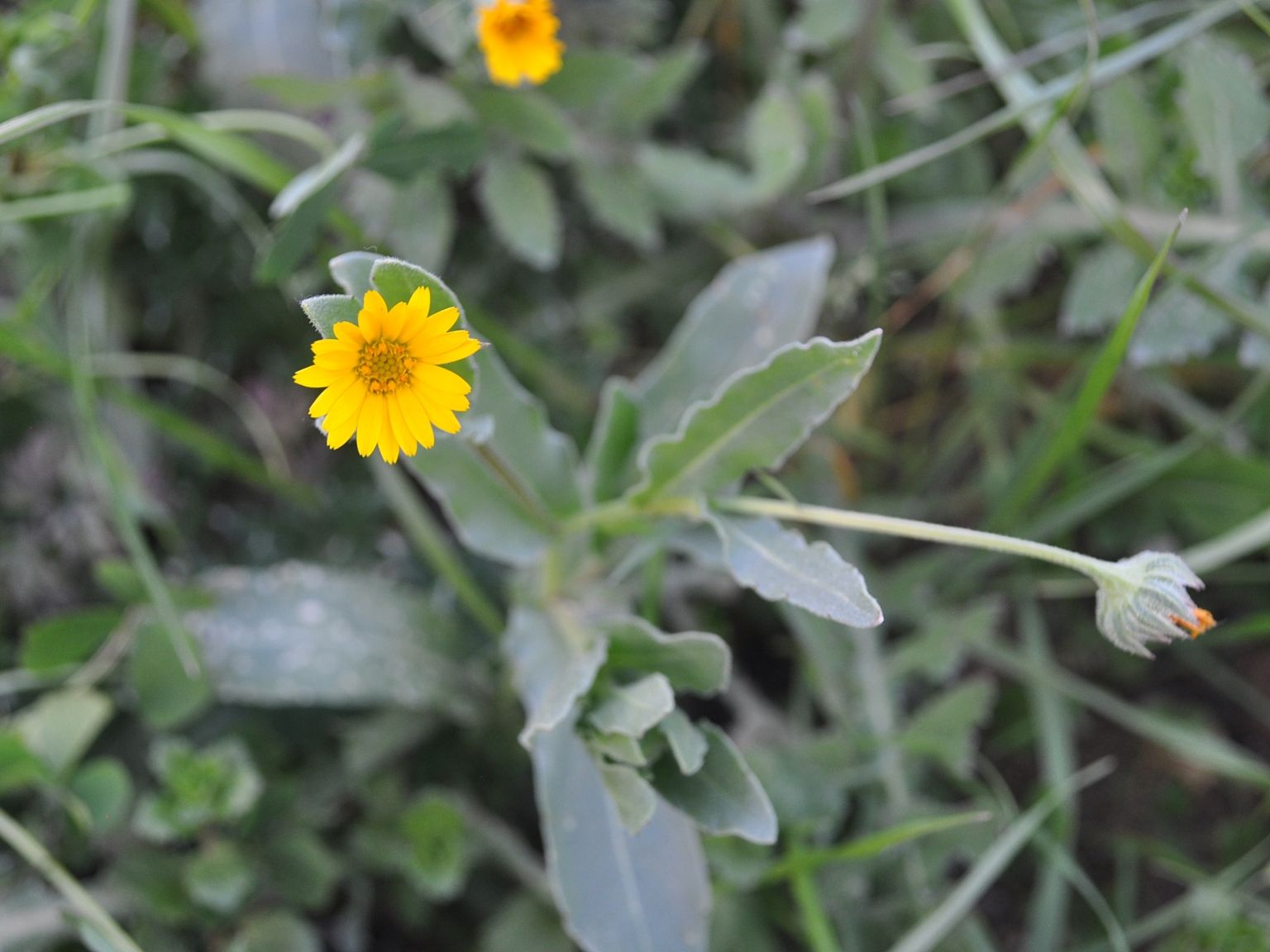 Calendula arvensis