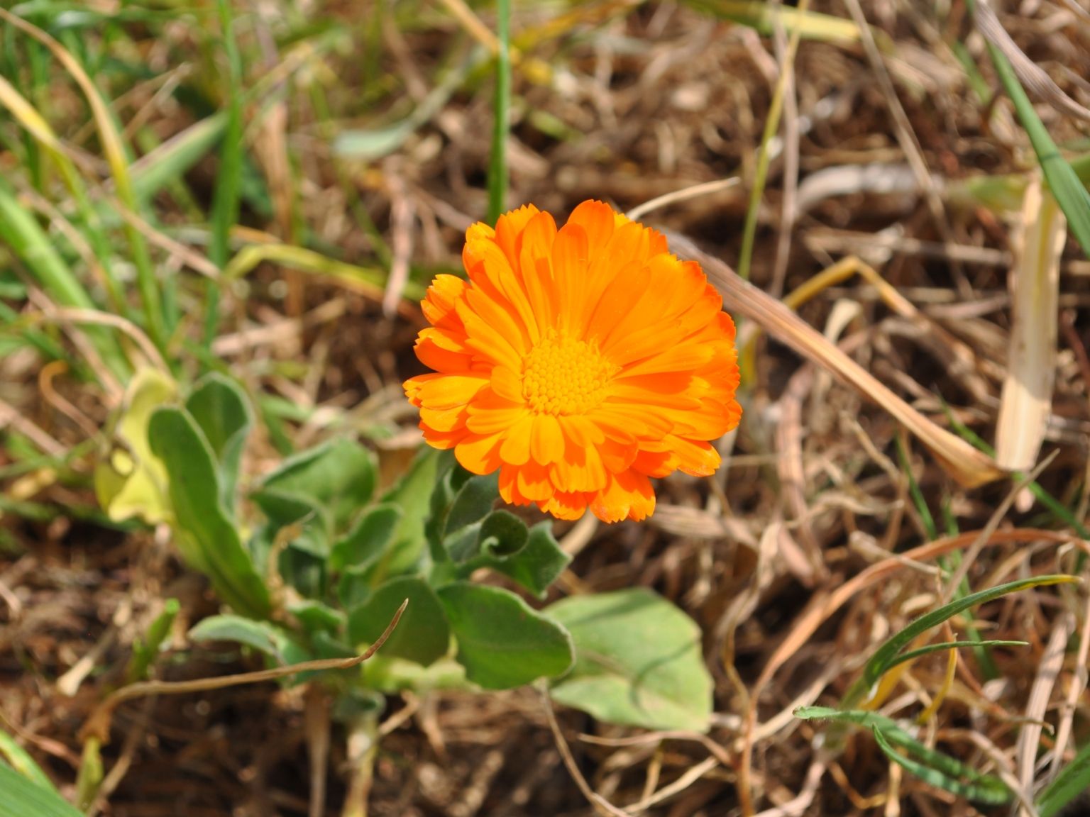 Calendula officinalis