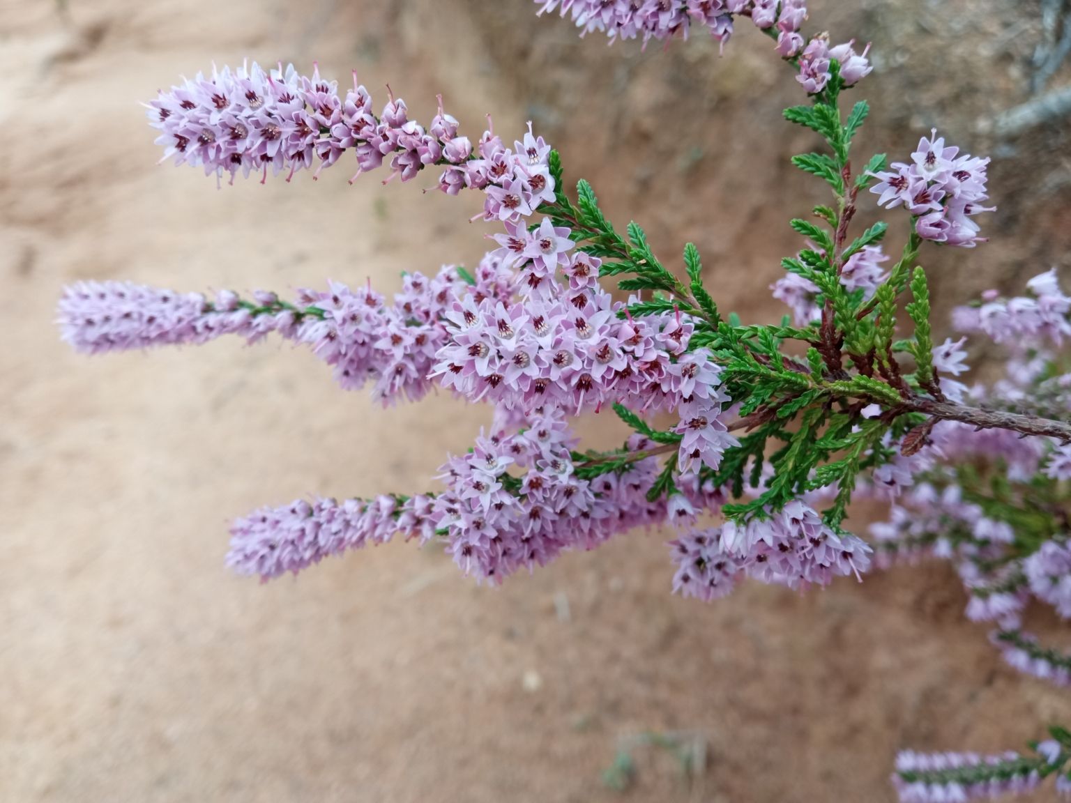 Calluna vulgaris