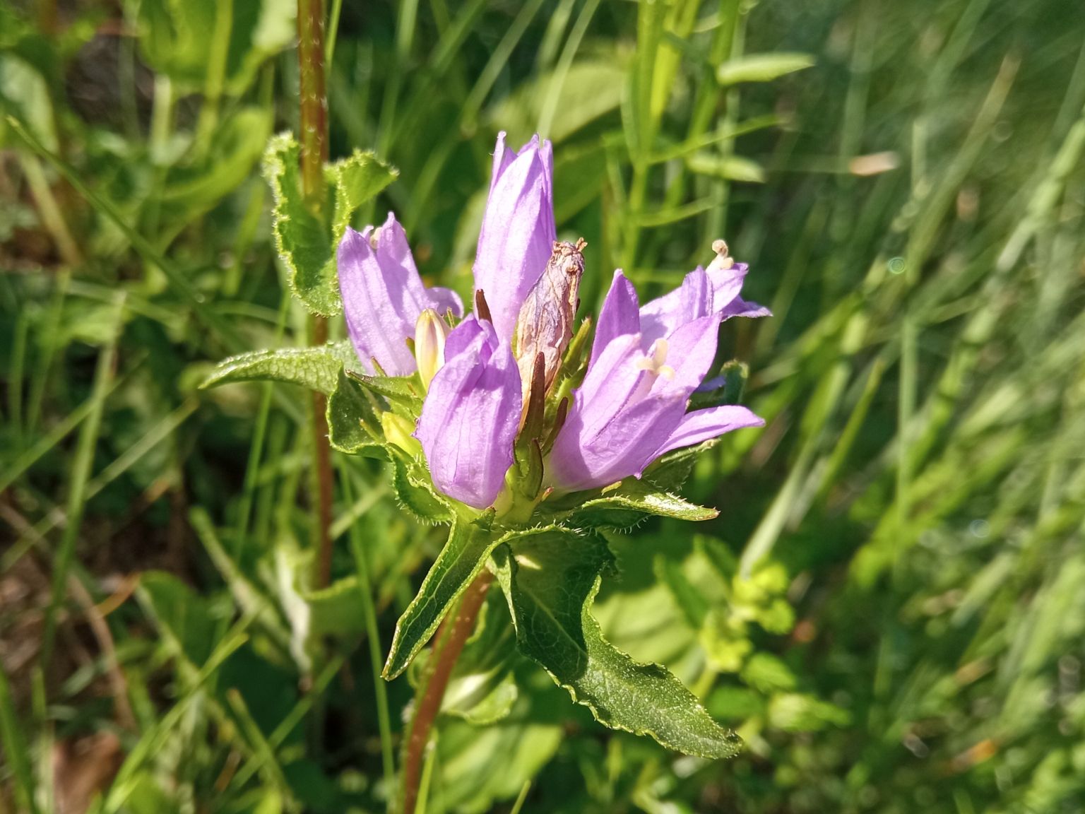 Campanula glomerata