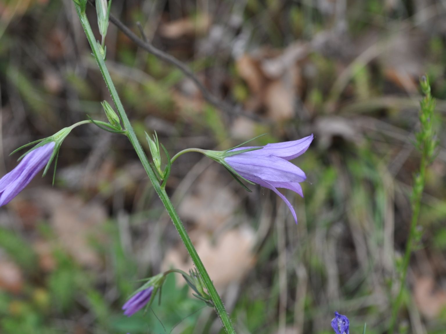 Campanula rapunculus