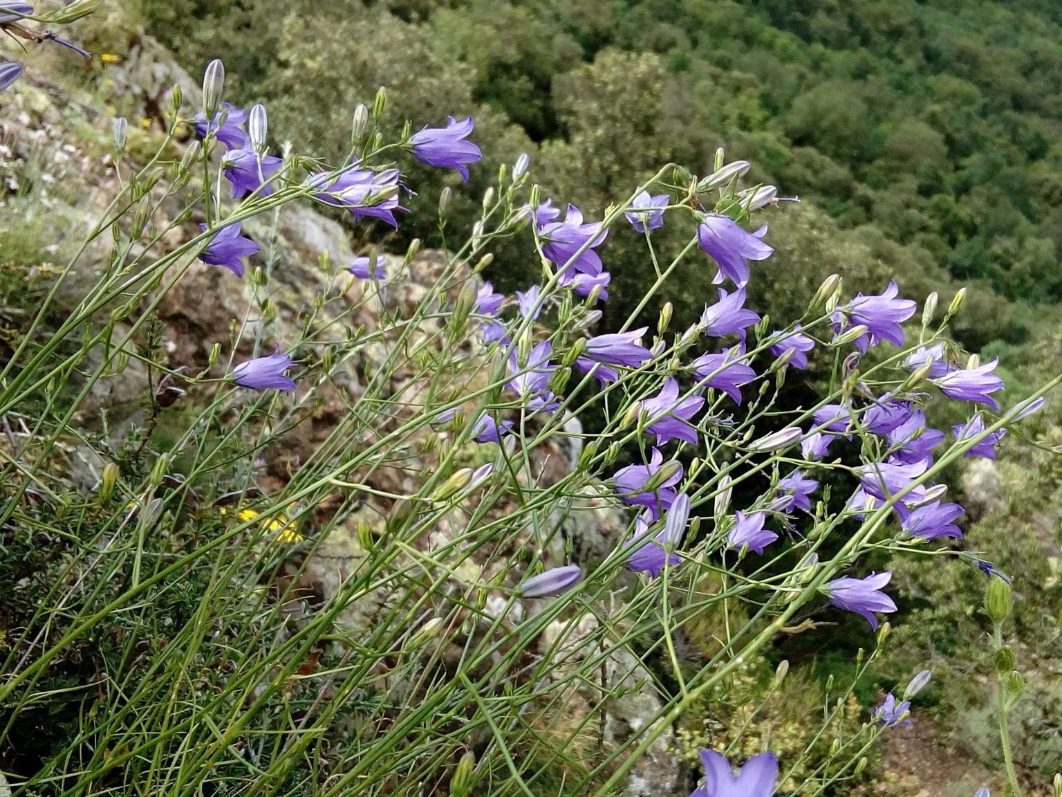 Campanula rotundifolia hispanica