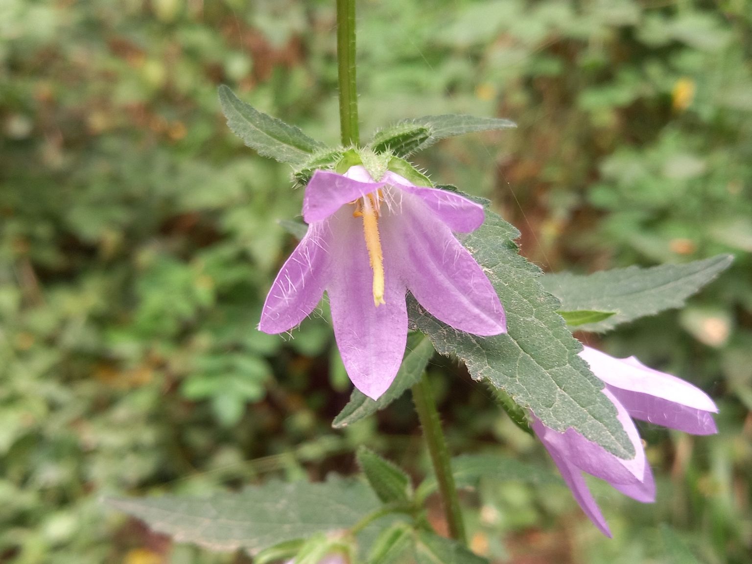 Campanula trachelium