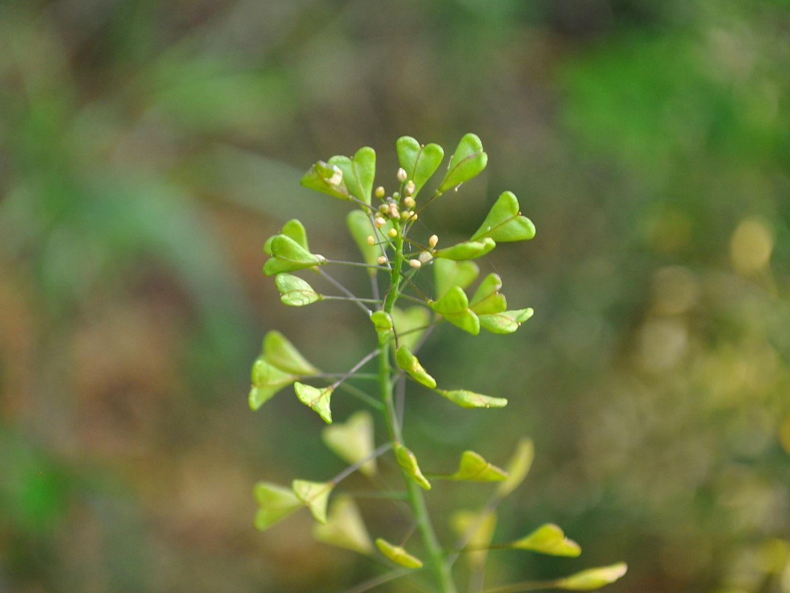 Capsella bursa-pastoris