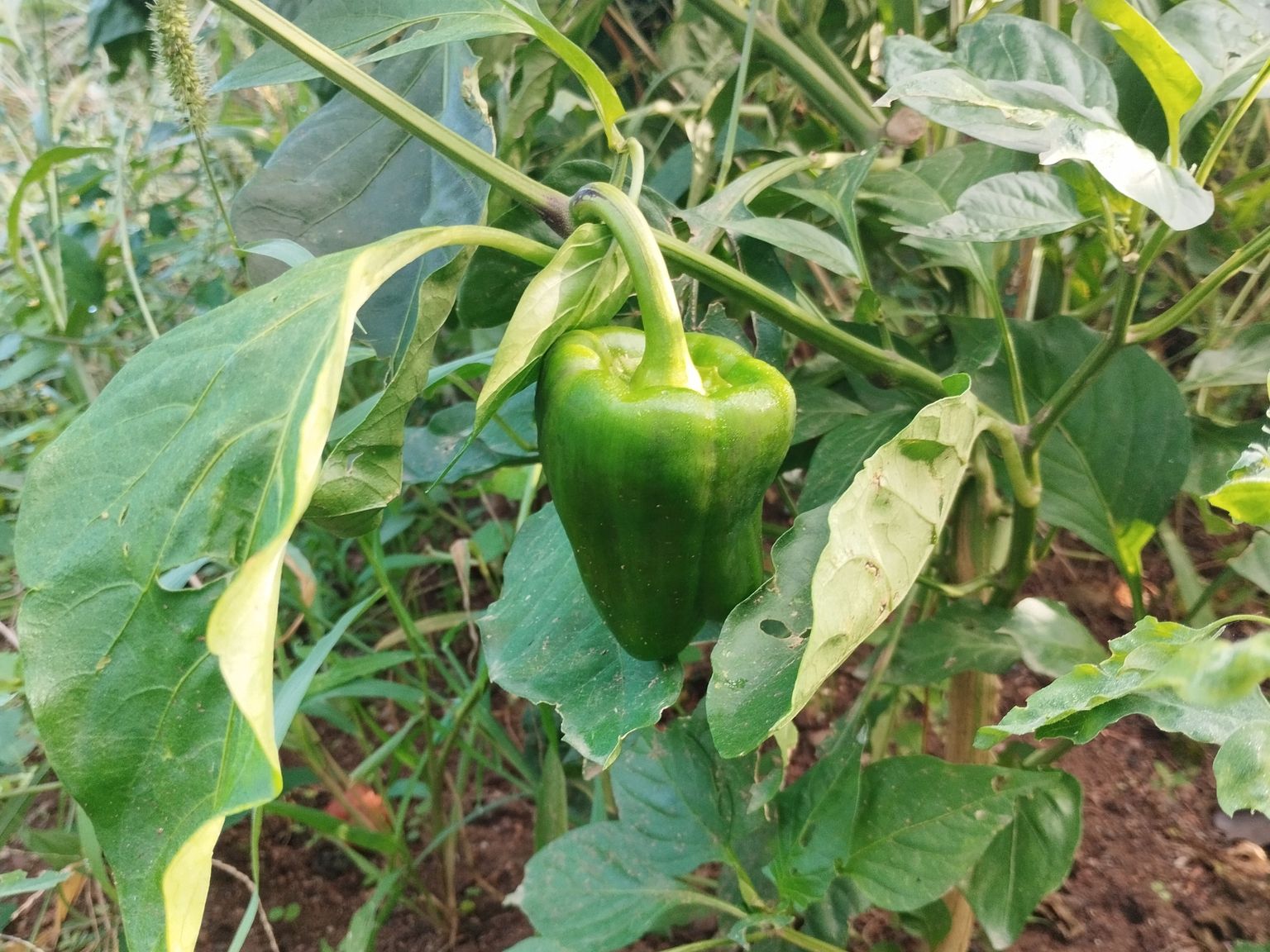 Capsicum annuum
