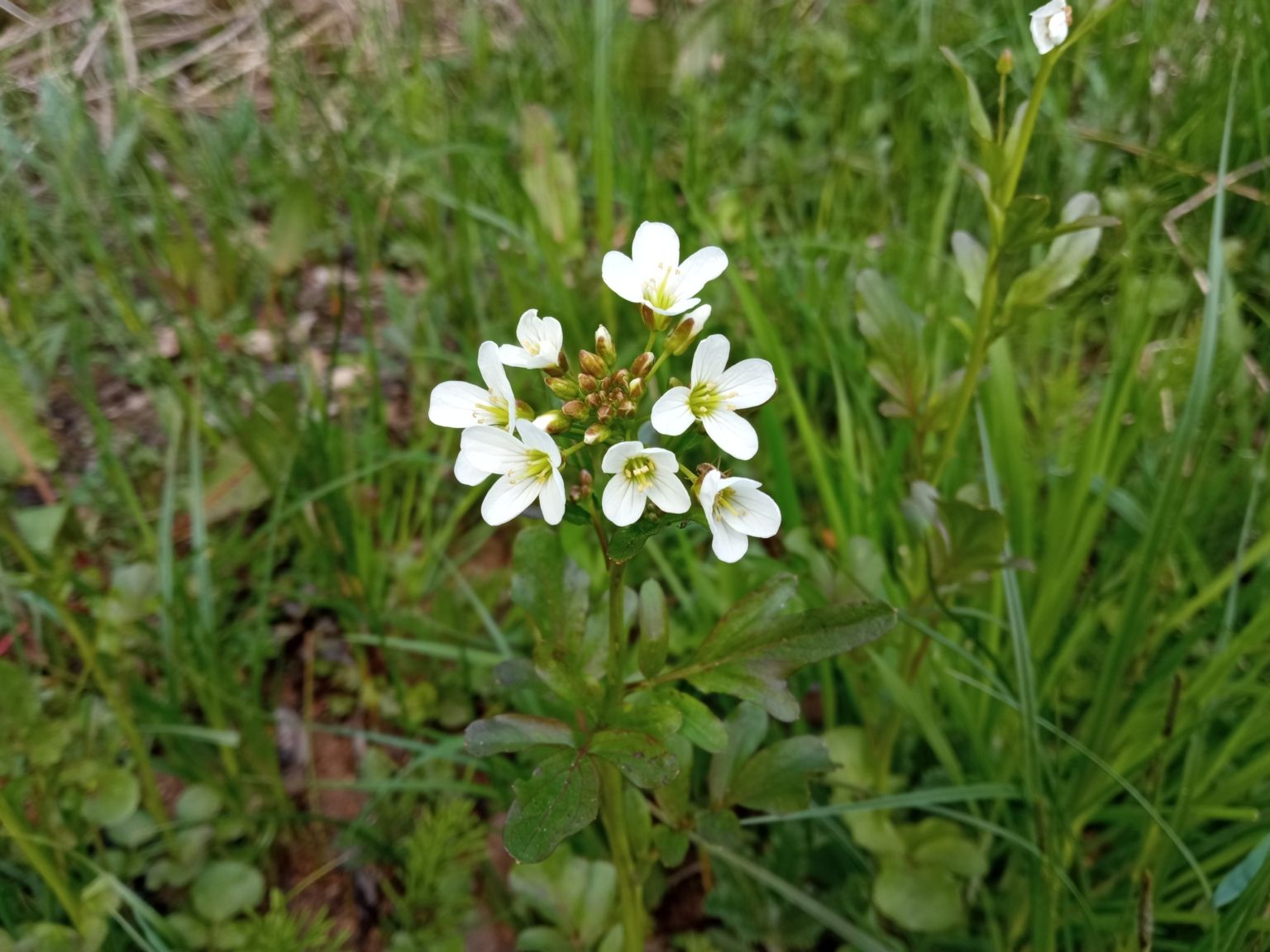 Cardamine amporitana