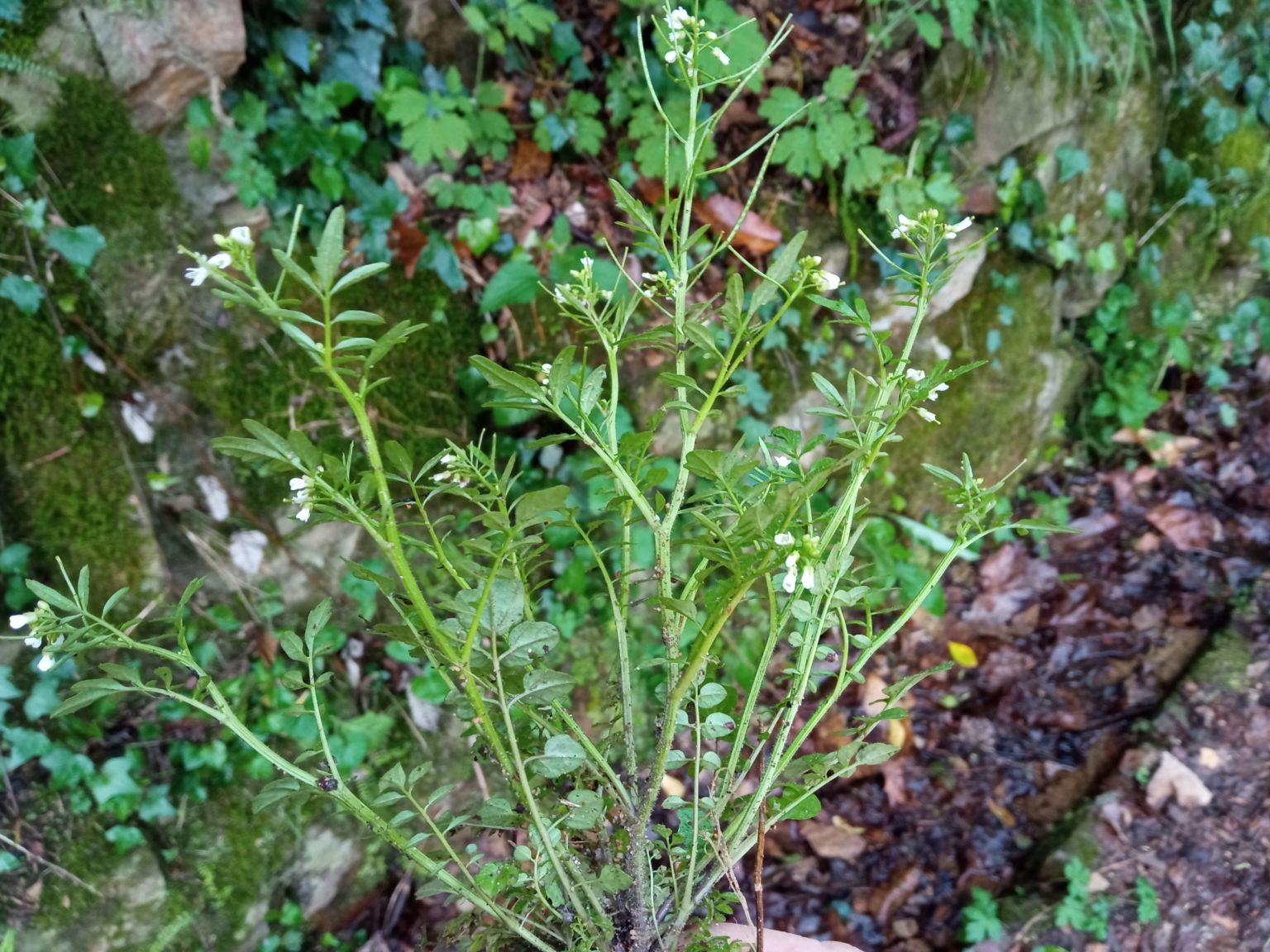 Cardamine flexuosa