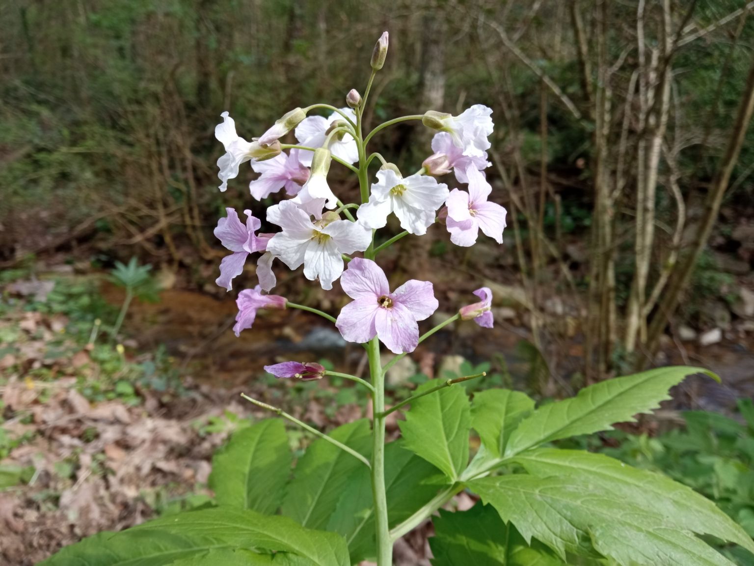 Cardamine heptaphylla