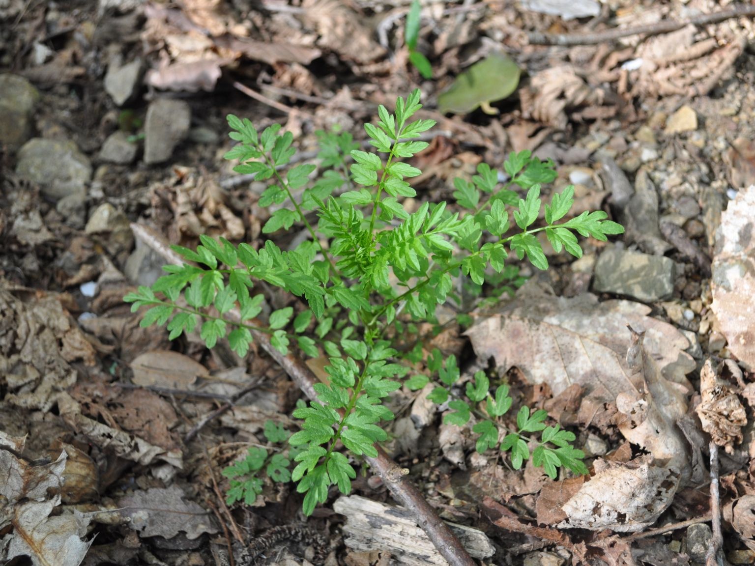 Cardamine impatiens impatiens