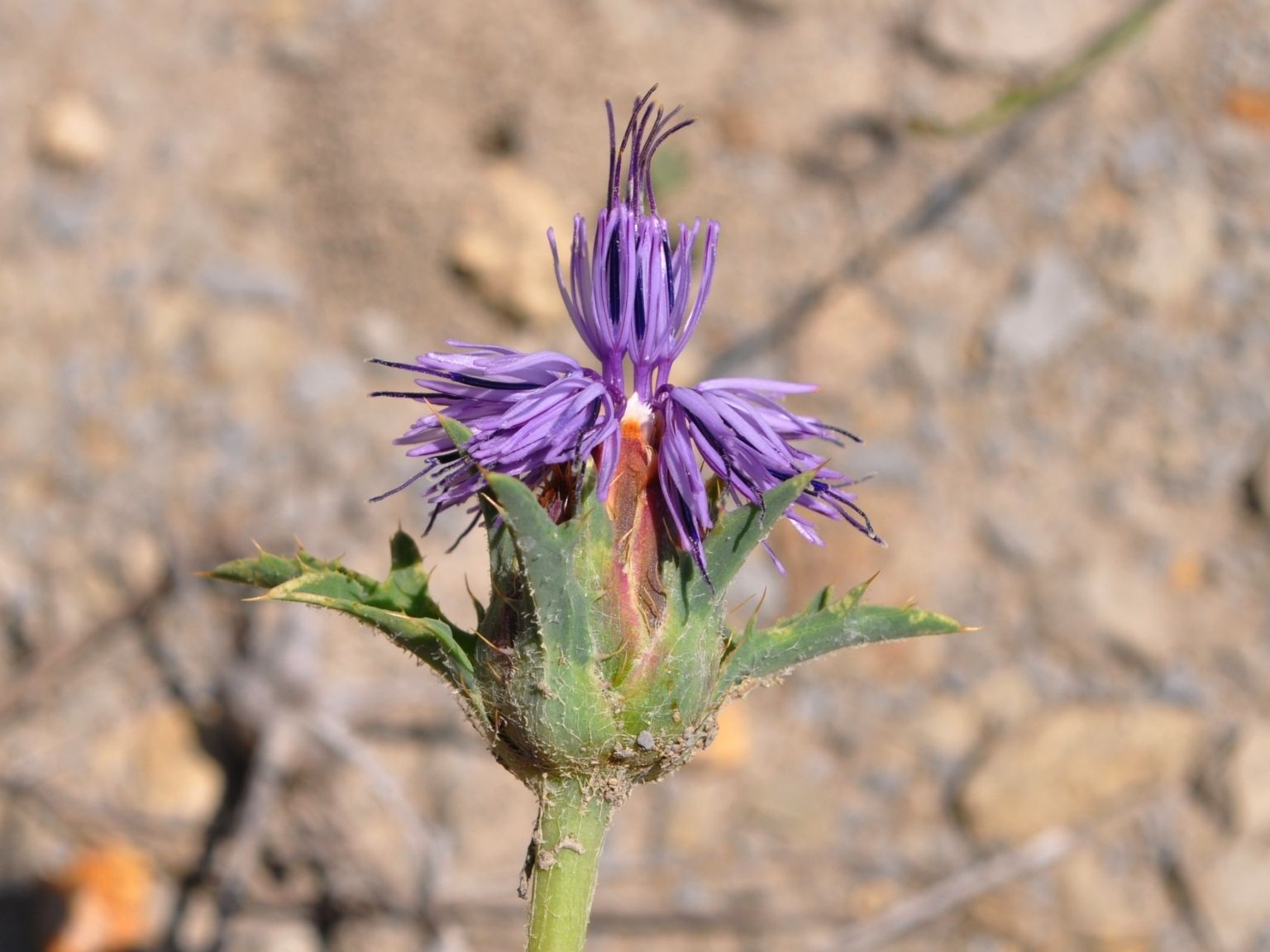 Carduncellus monspelliensium