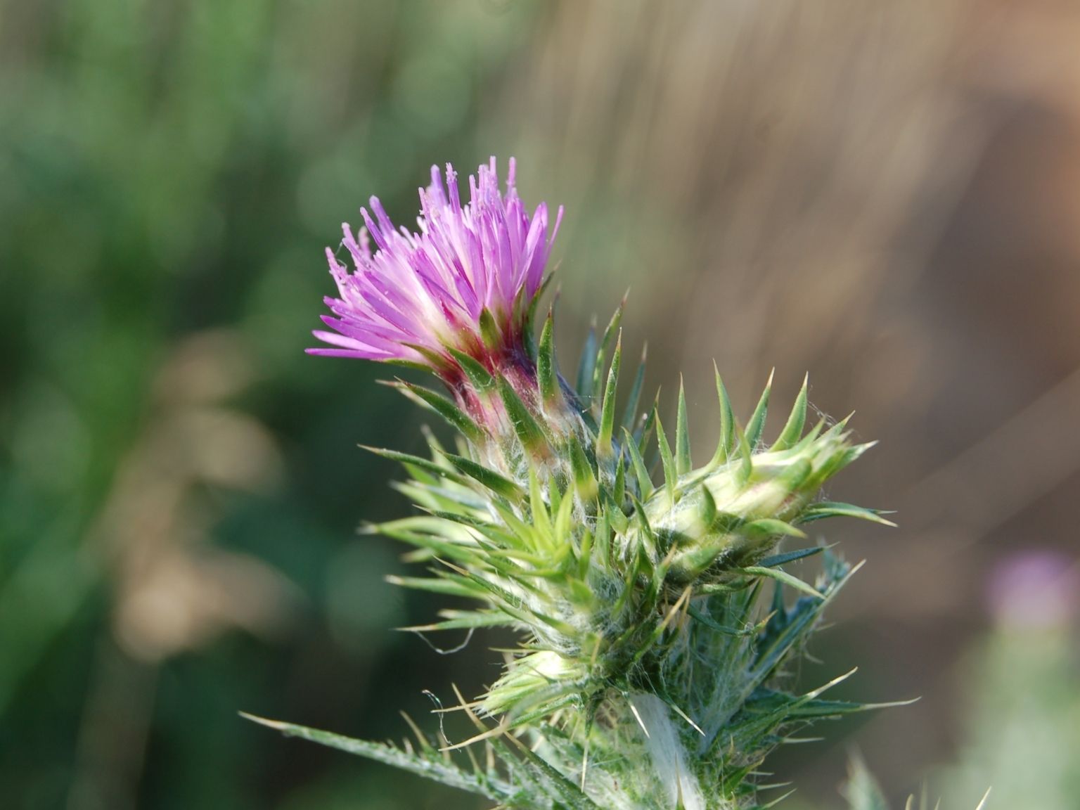 Carduus tenuiflorus