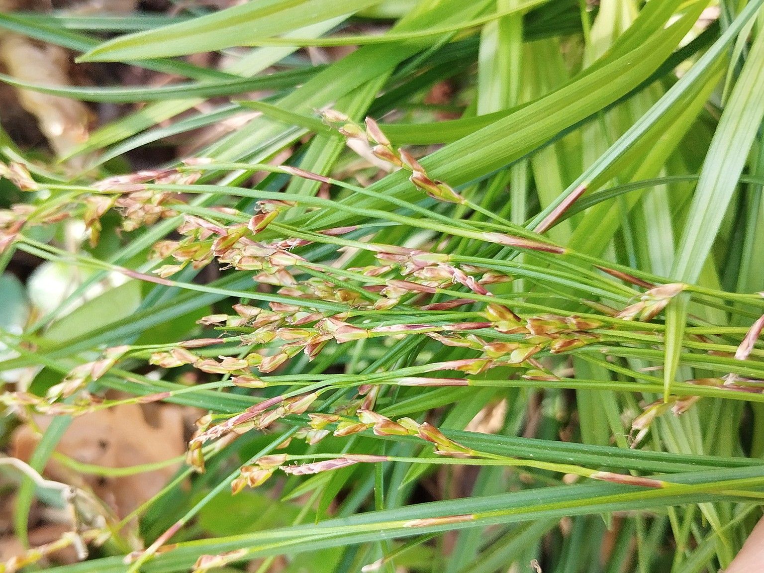 Carex digitata