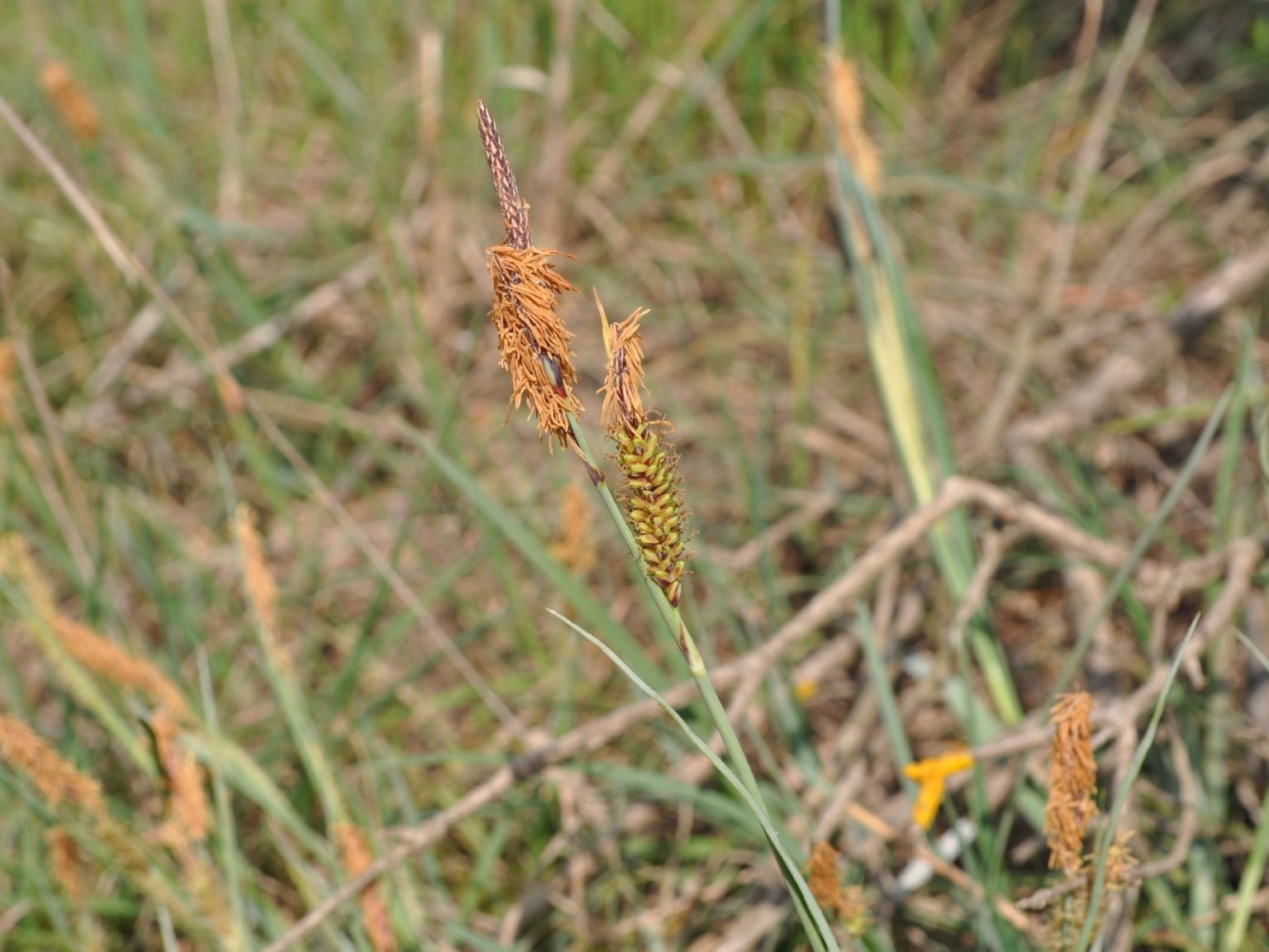 Carex flacca