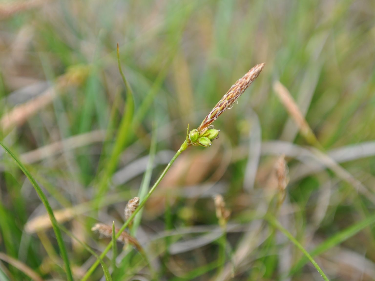 Carex halleriana