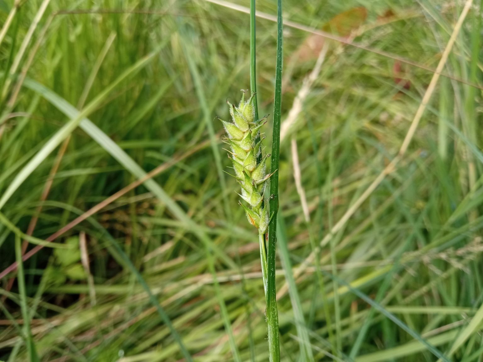 Carex hirta