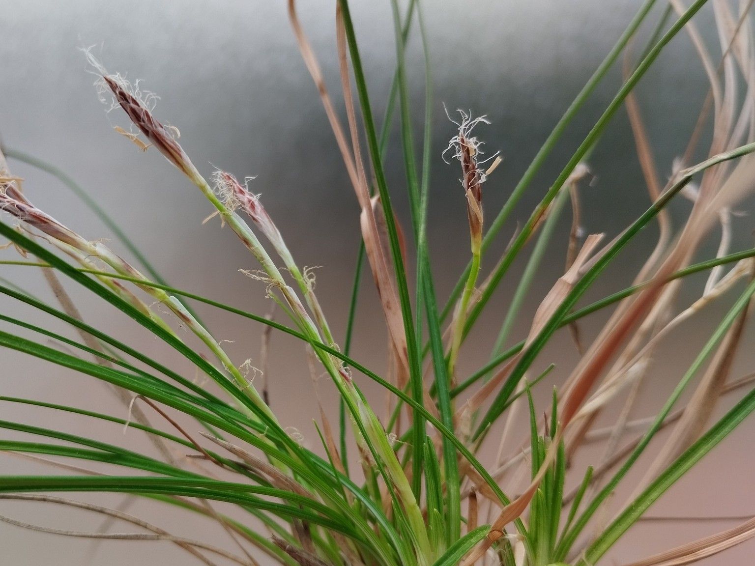 Carex humilis