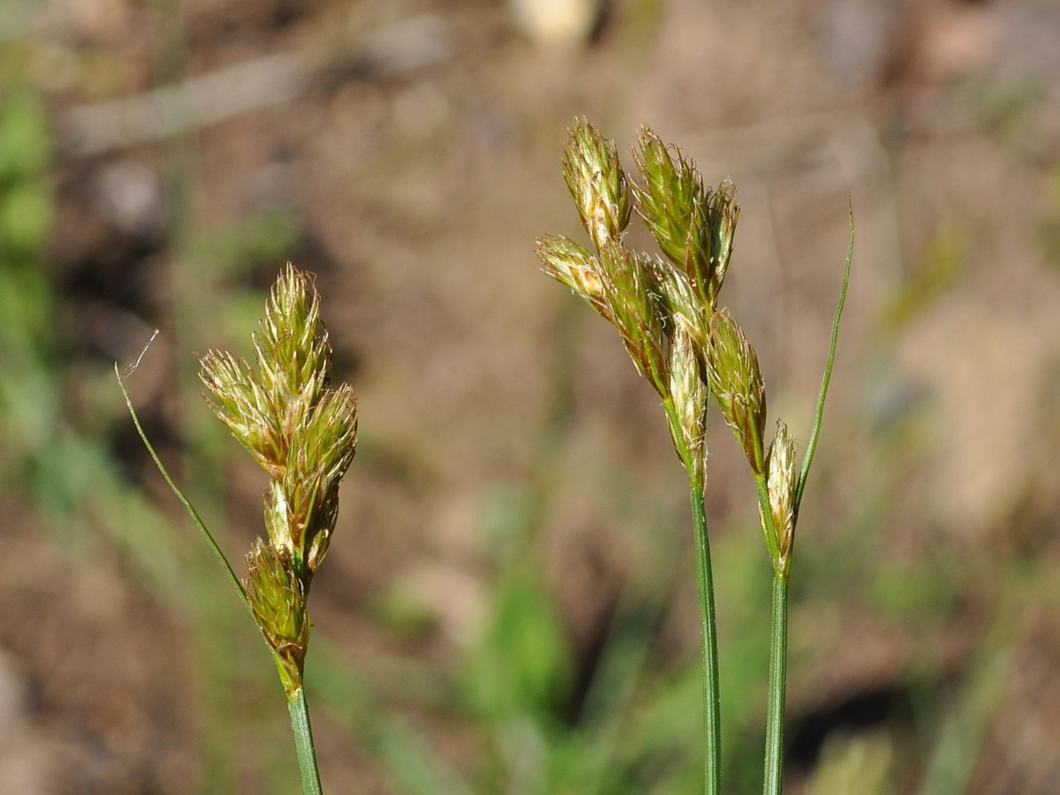 Carex leporina