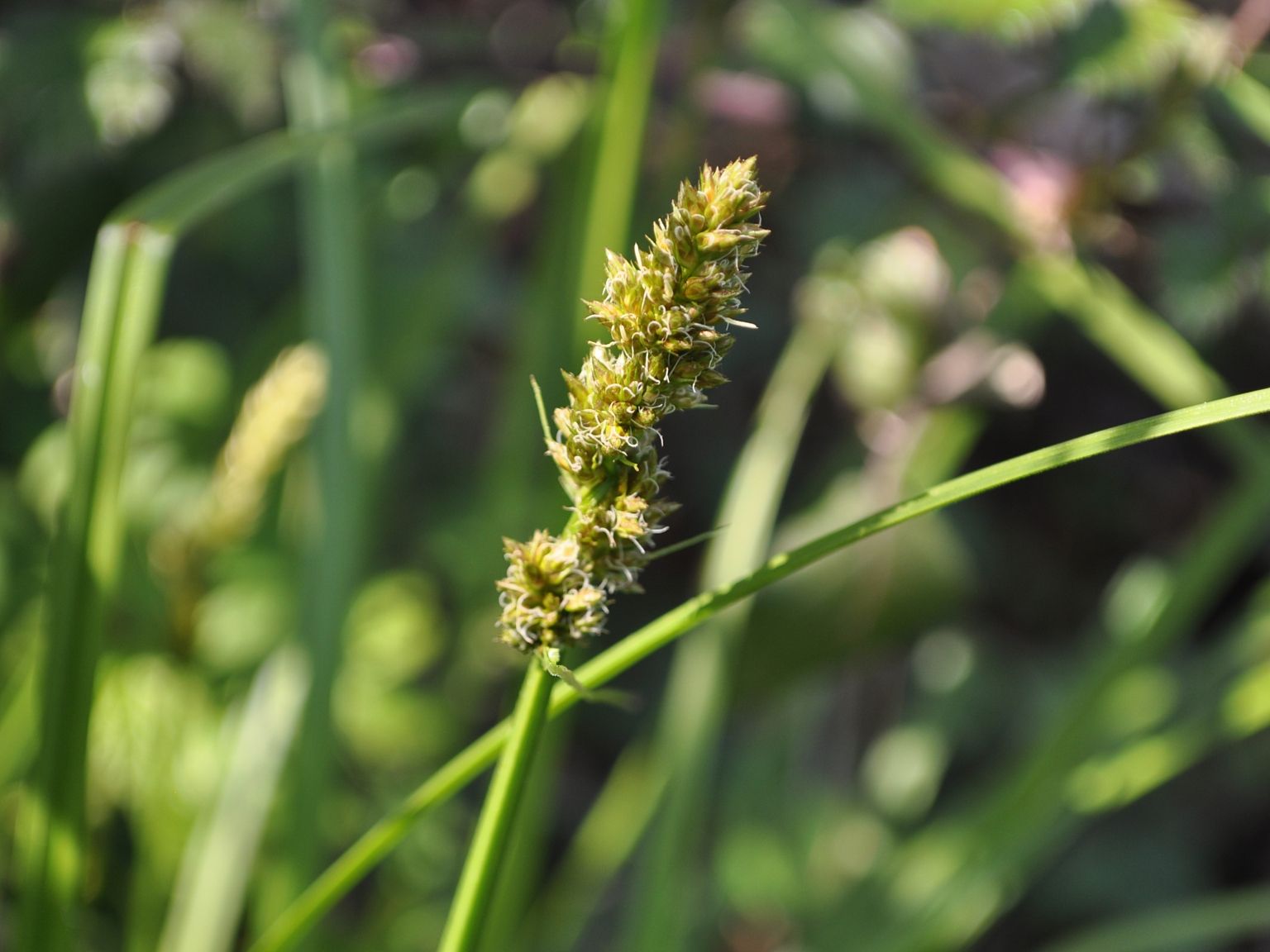 Carex otrubae