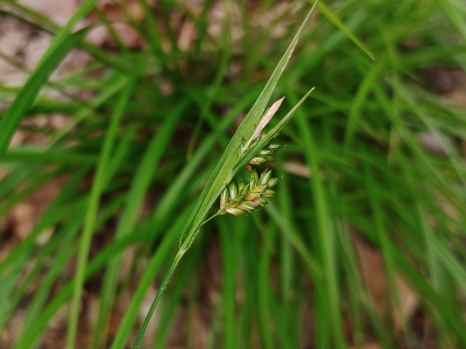 Carex pallescens