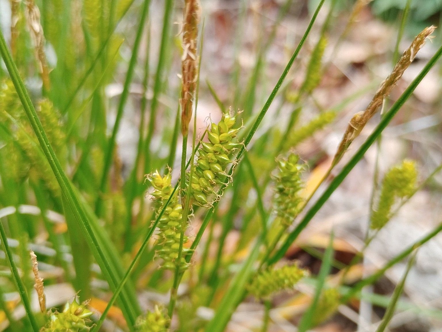 Carex punctata