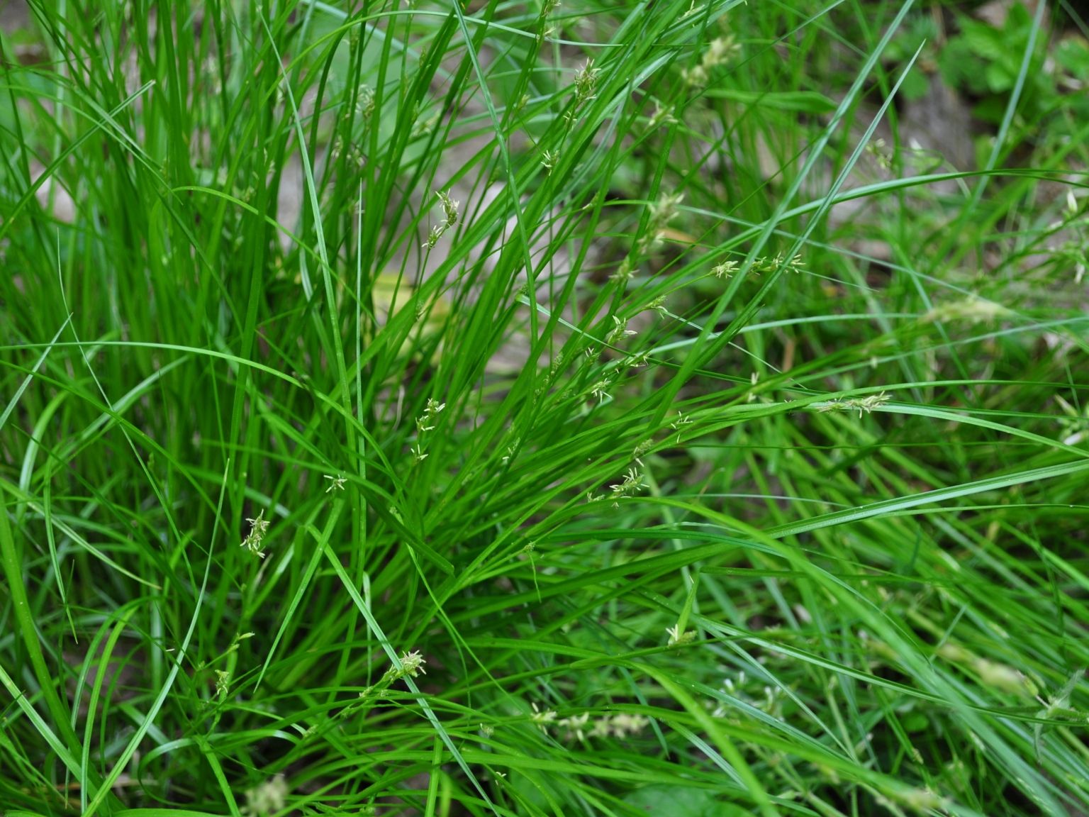 Carex remota