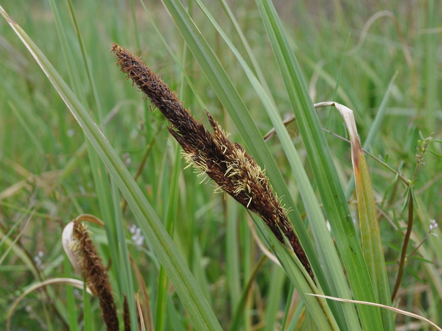 Carex riparia