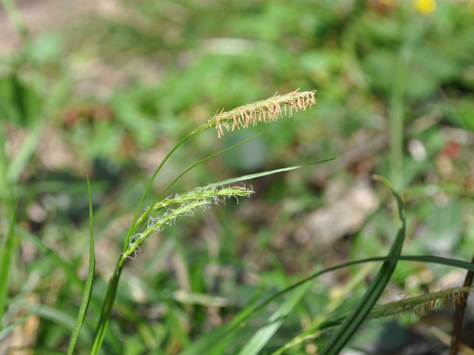 Carex sylvatica sylvatica