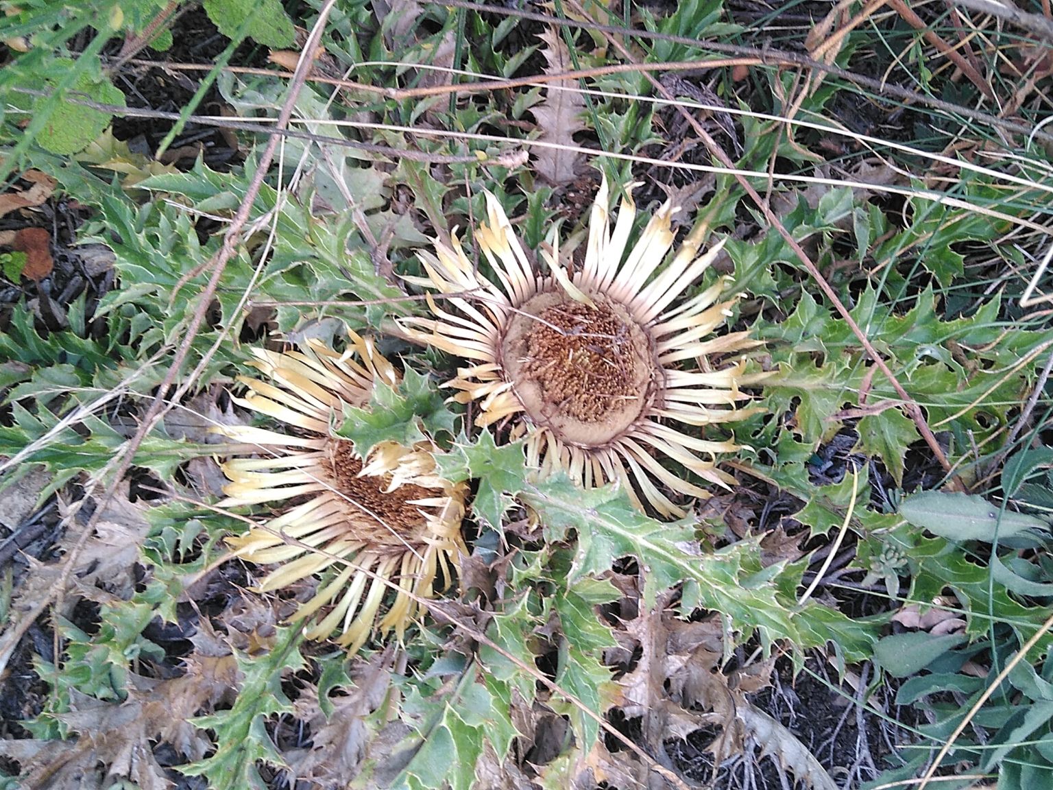 Carlina acanthifolia cynara