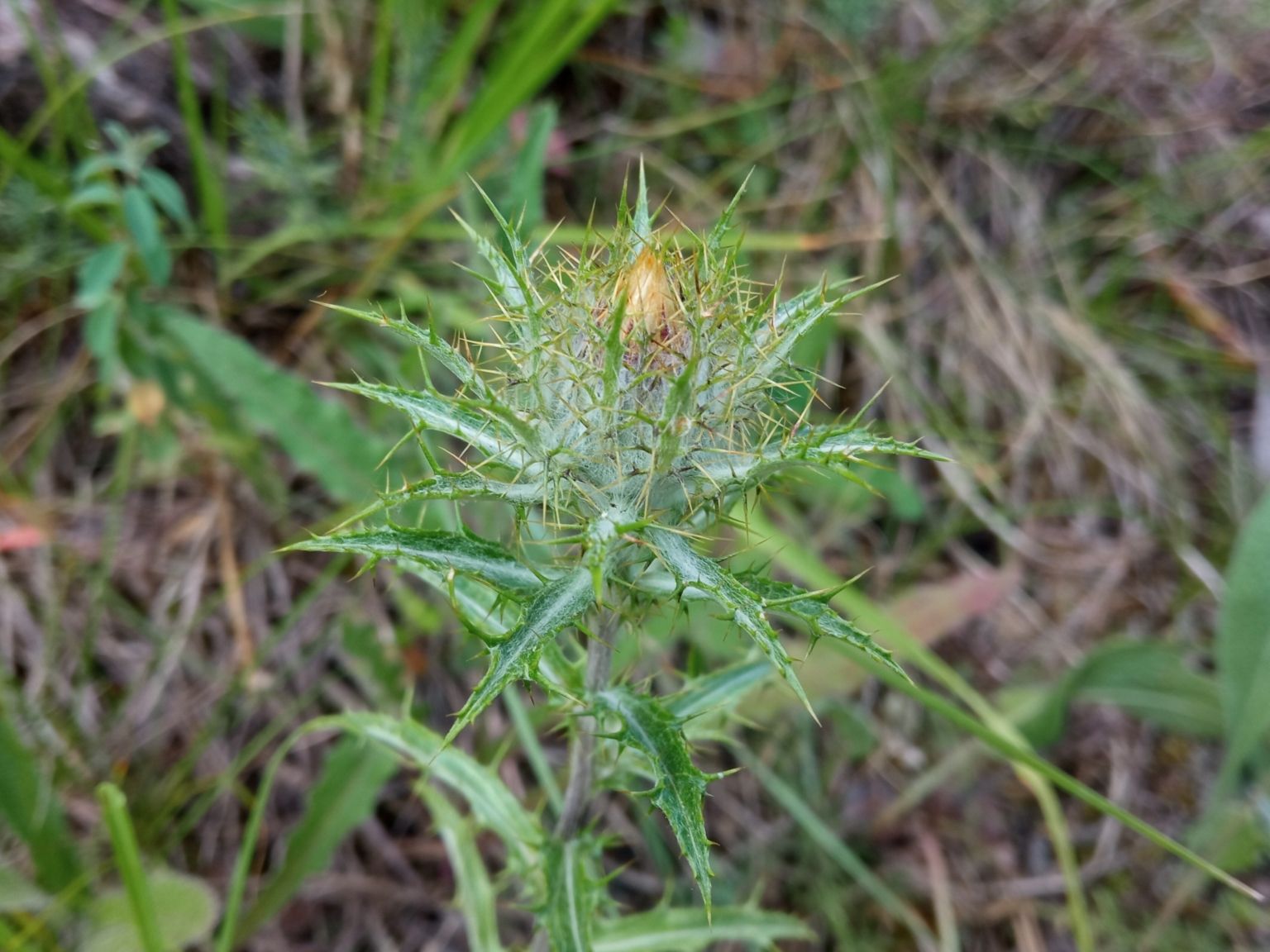 Carlina vulgaris spinosa