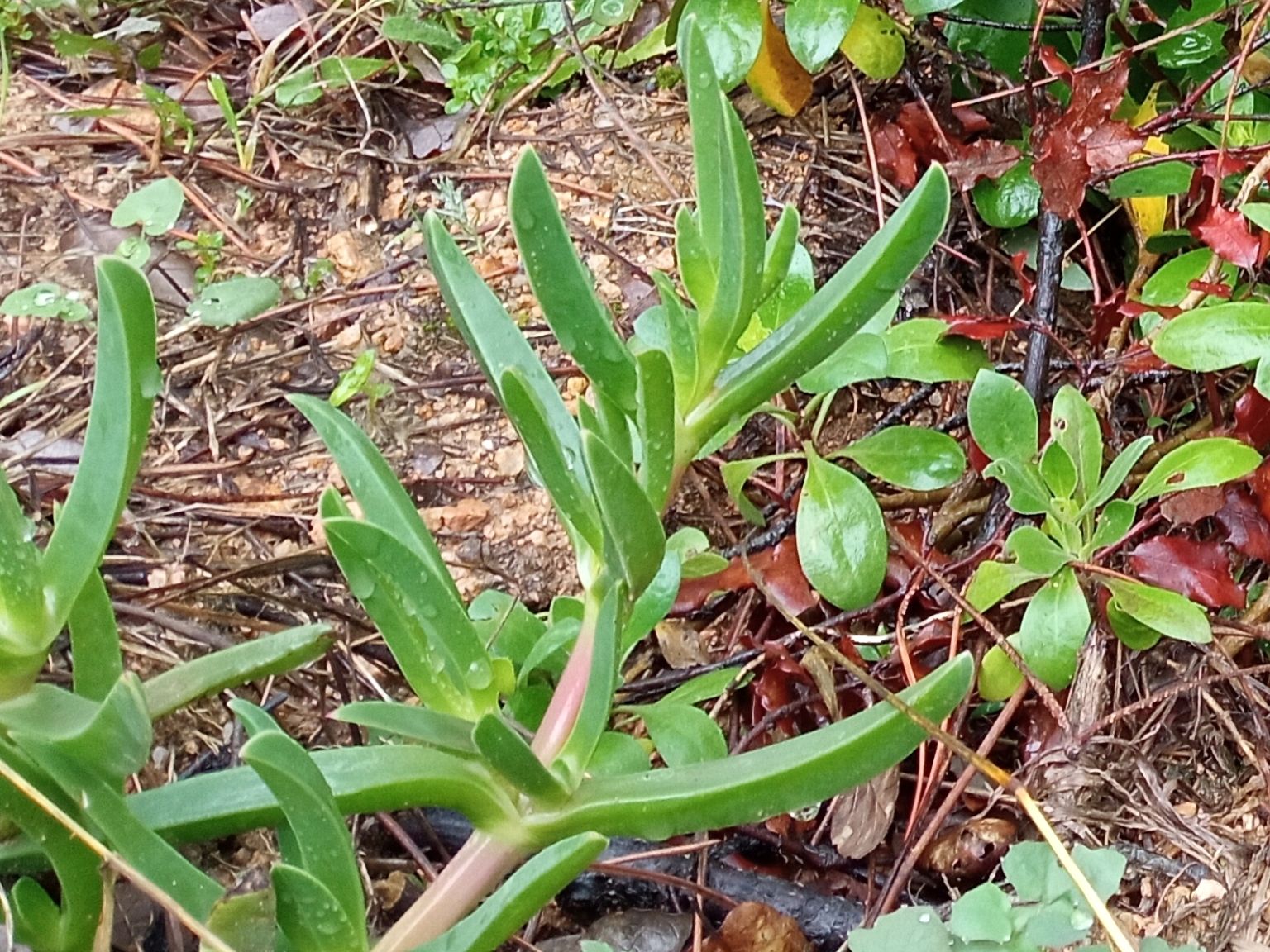 Carpobrotus acinaciformis