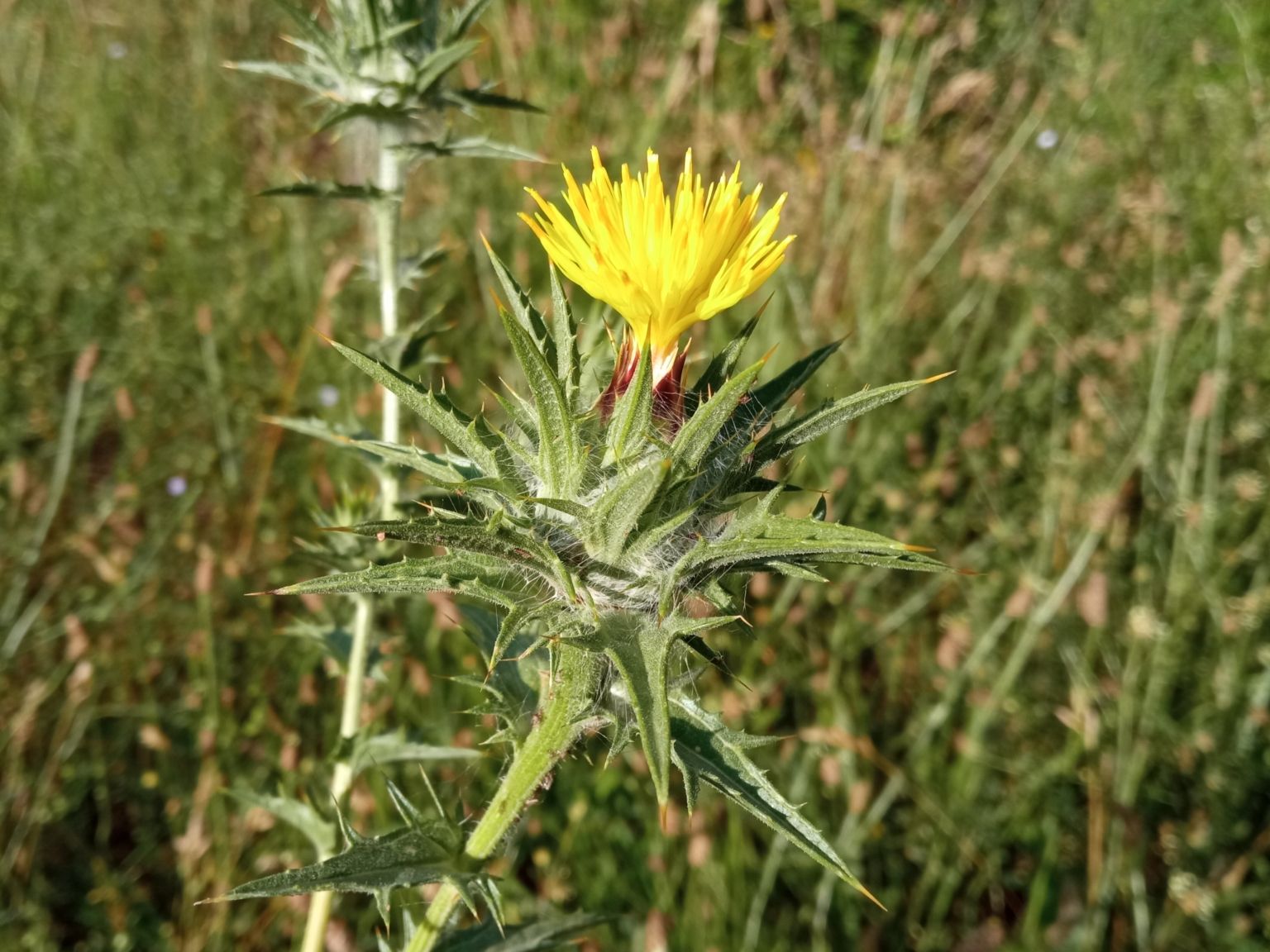 Carthamus lanatus lanatus