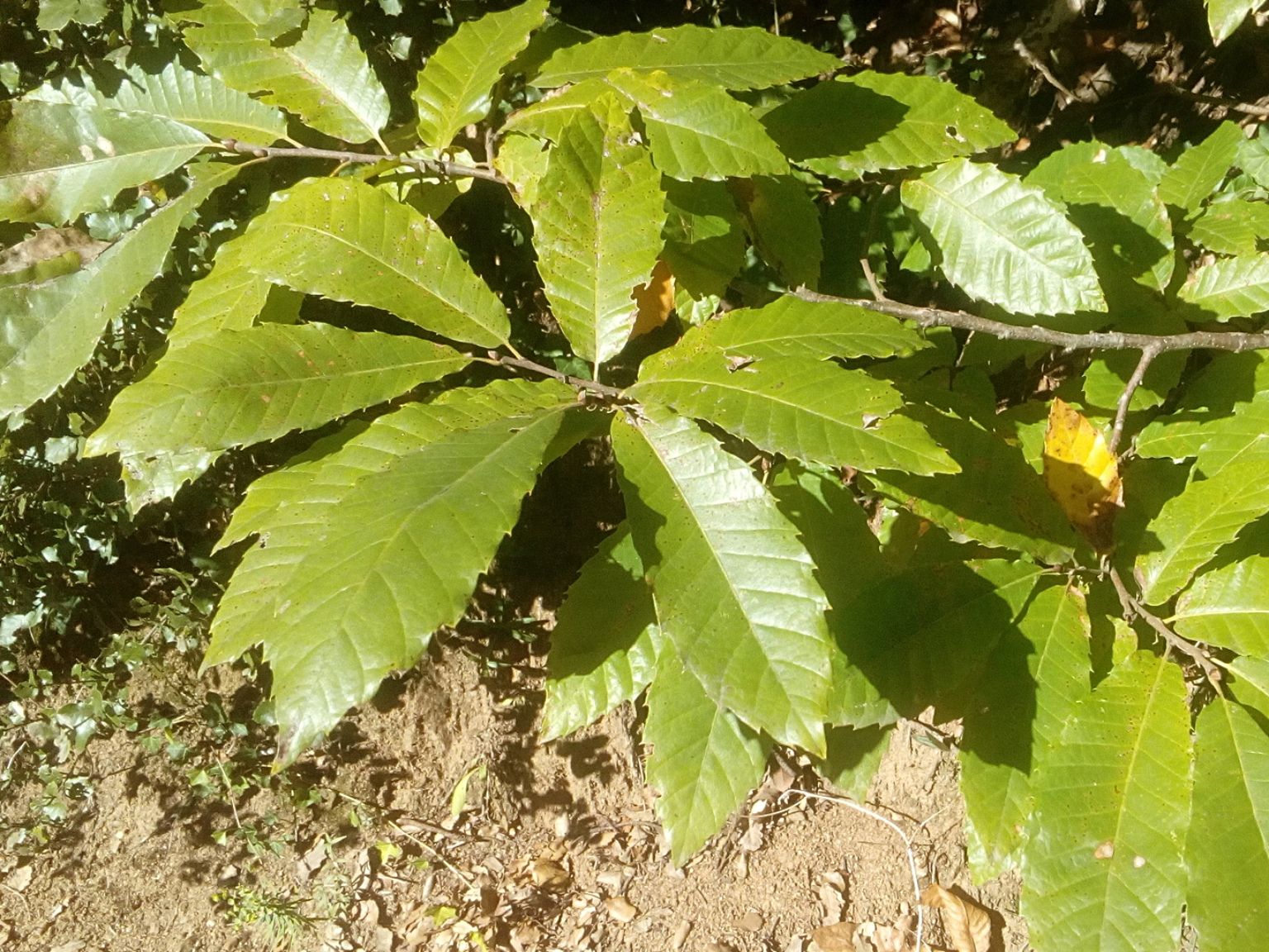 Castanea sativa