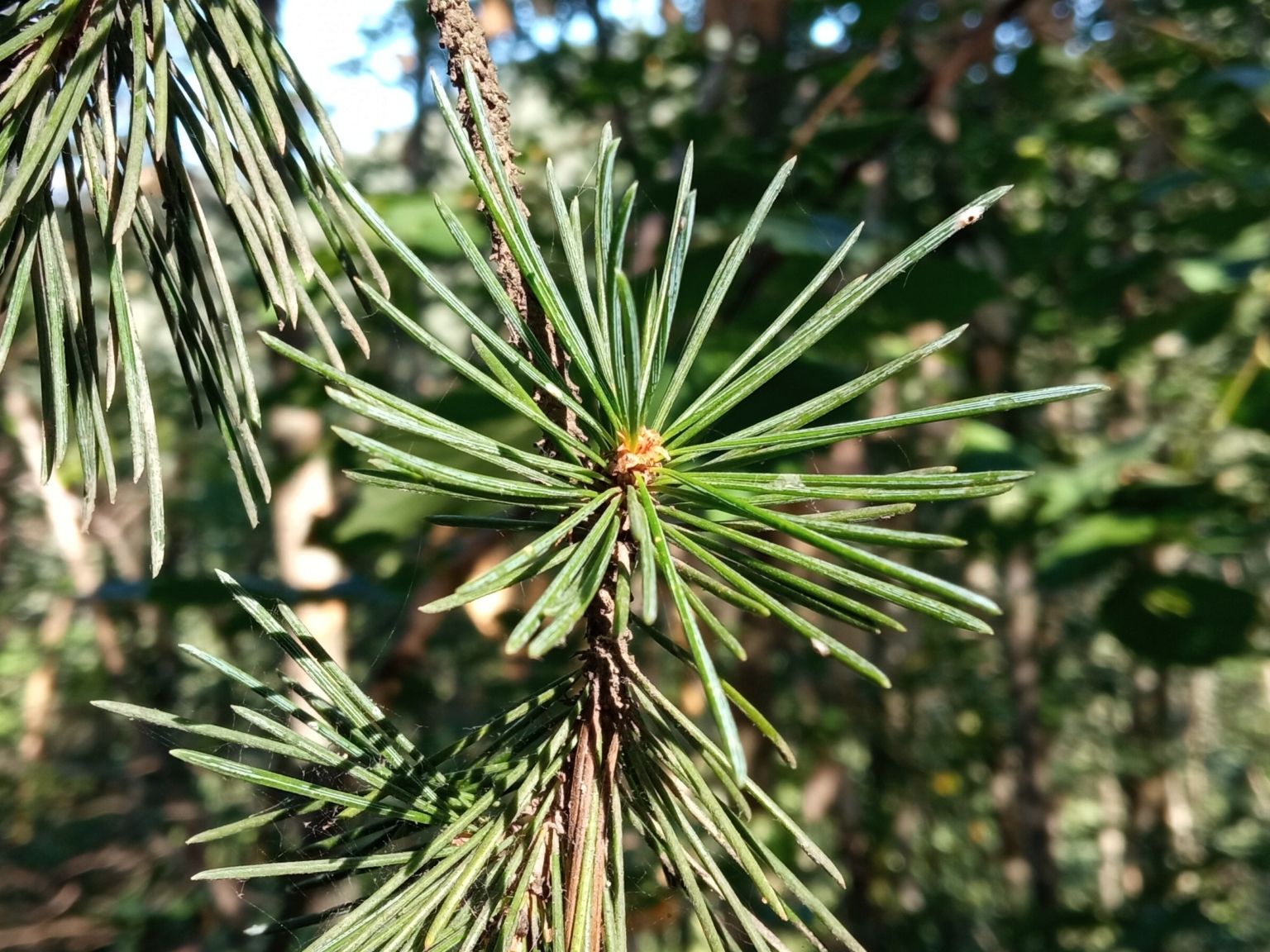 Cedrus deodara