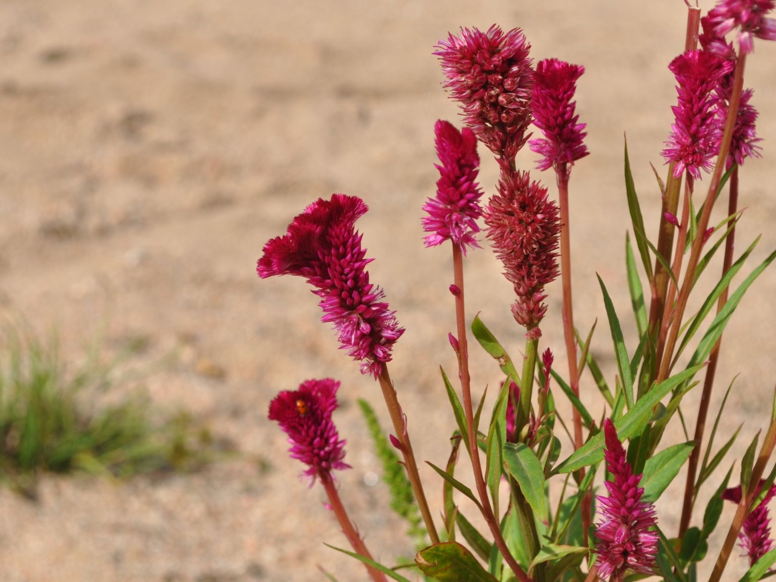 Celosia cristata