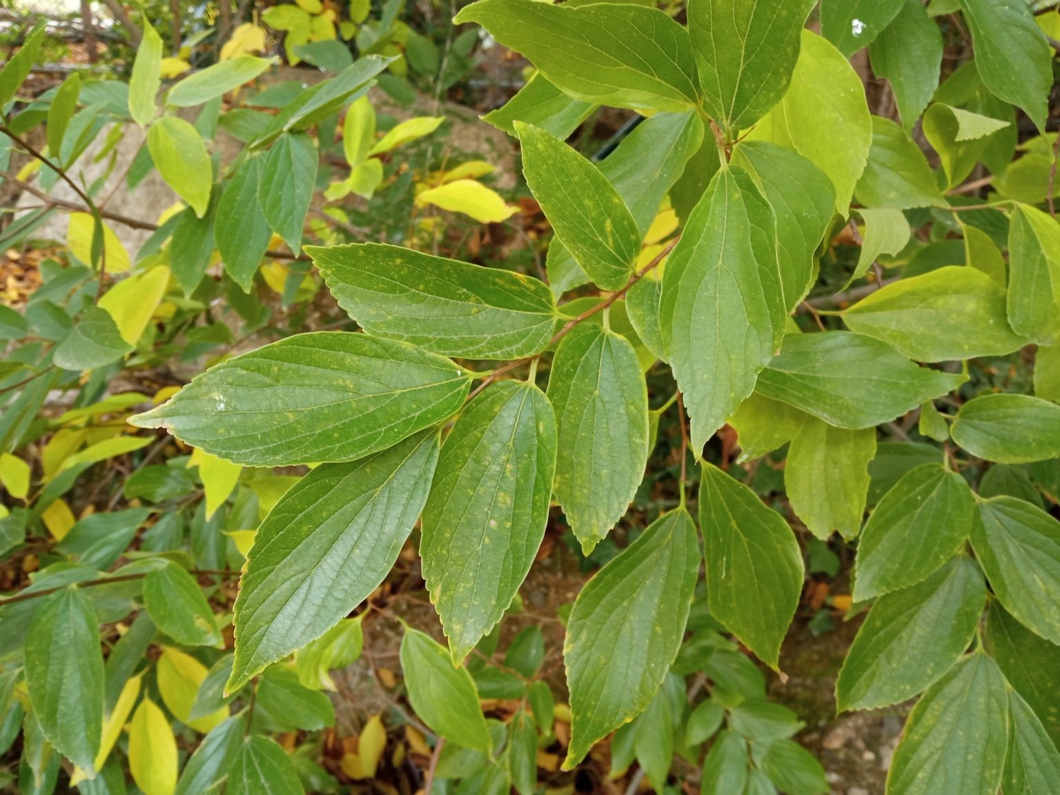 Celtis sinensis