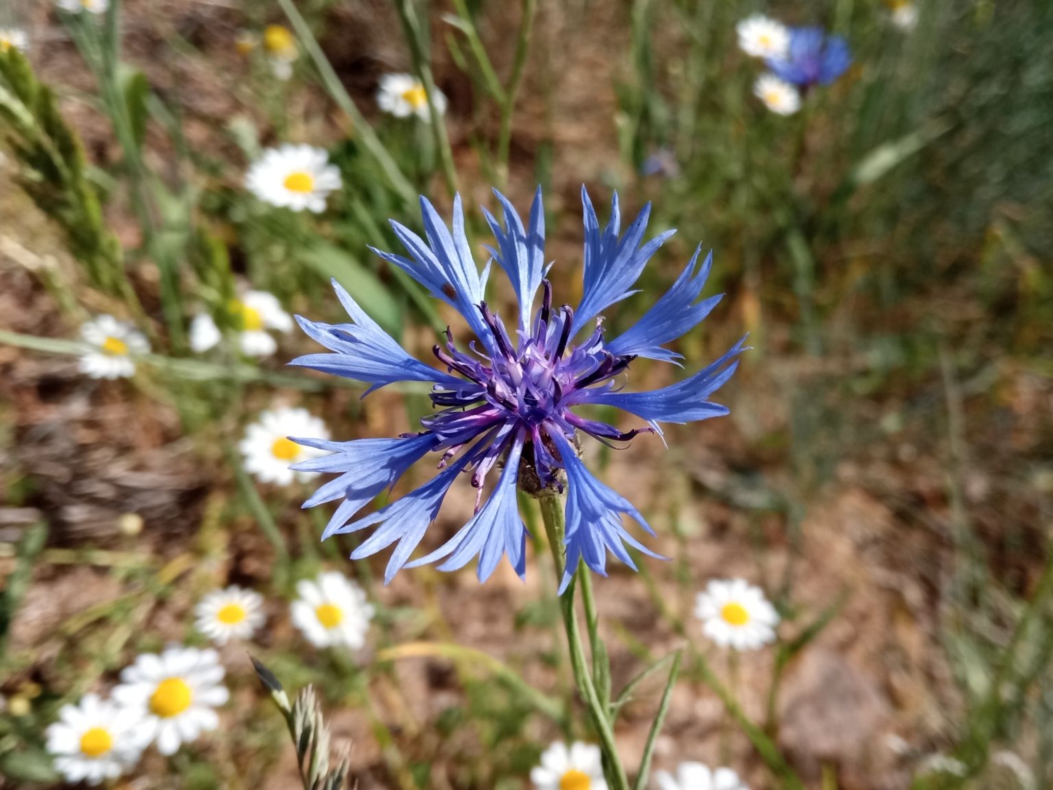 Centaurea cyanus