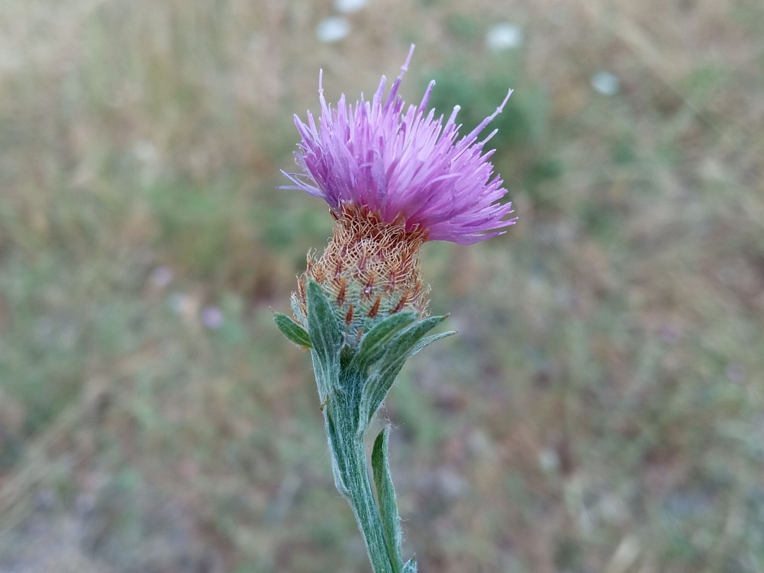 Centaurea emporitana