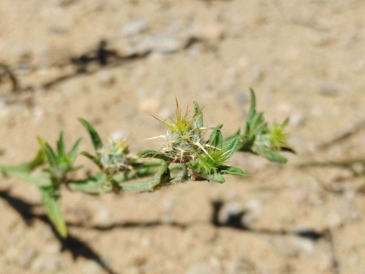 Centaurea melitensis
