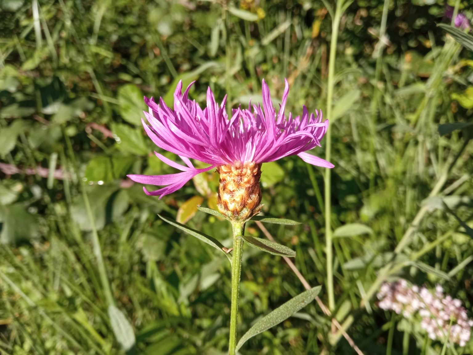 Centaurea ×decipiens