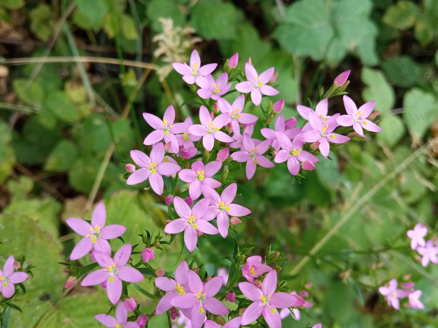 Centaurium erythraea erythraea